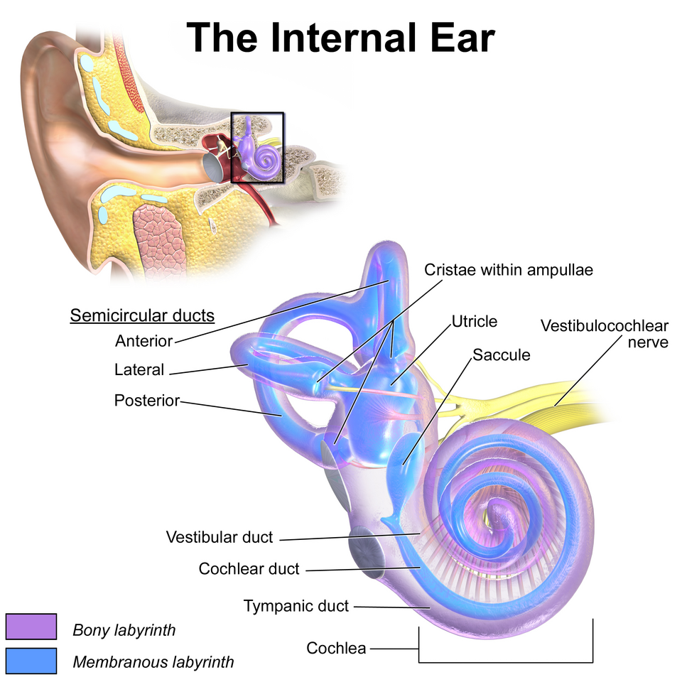 Diagram of the internal ear showing the cochlea, semicircular ducts, utricle, saccule, and vestibulocochlear nerve, with labels for each part.