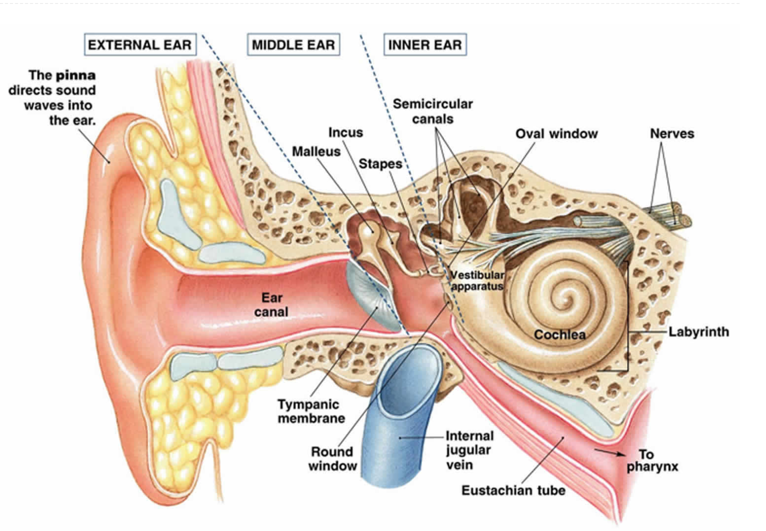 Diagram of the human ear showing external, middle, and inner ear, with labels for parts including pinna, ear canal, tympanic membrane, ossicles (incus, malleus, stapes), semicircular canals, oval window, cochlea, labyrinth, nerves, vestbular apparatus, eustachian tube, round window, internal jugular vein, and to pharynx.