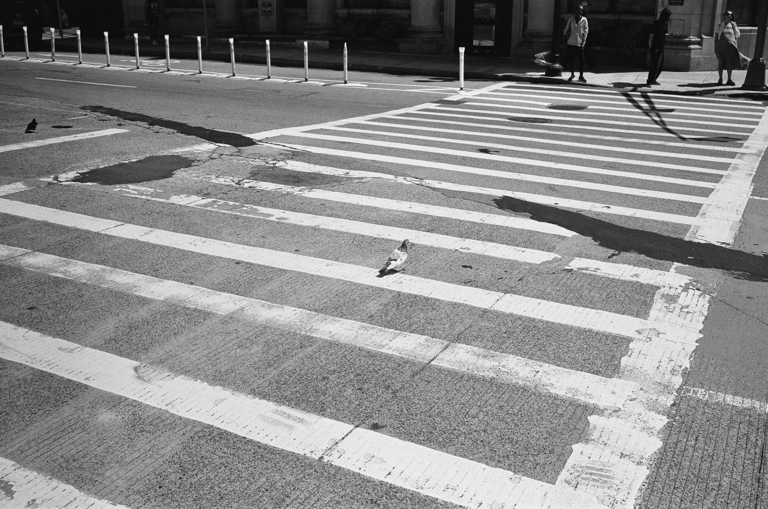 A black and white photo of a city crosswalk with worn paint and a pigeon standing on it. In the background, there are a few pedestrians waiting to cross and a building.