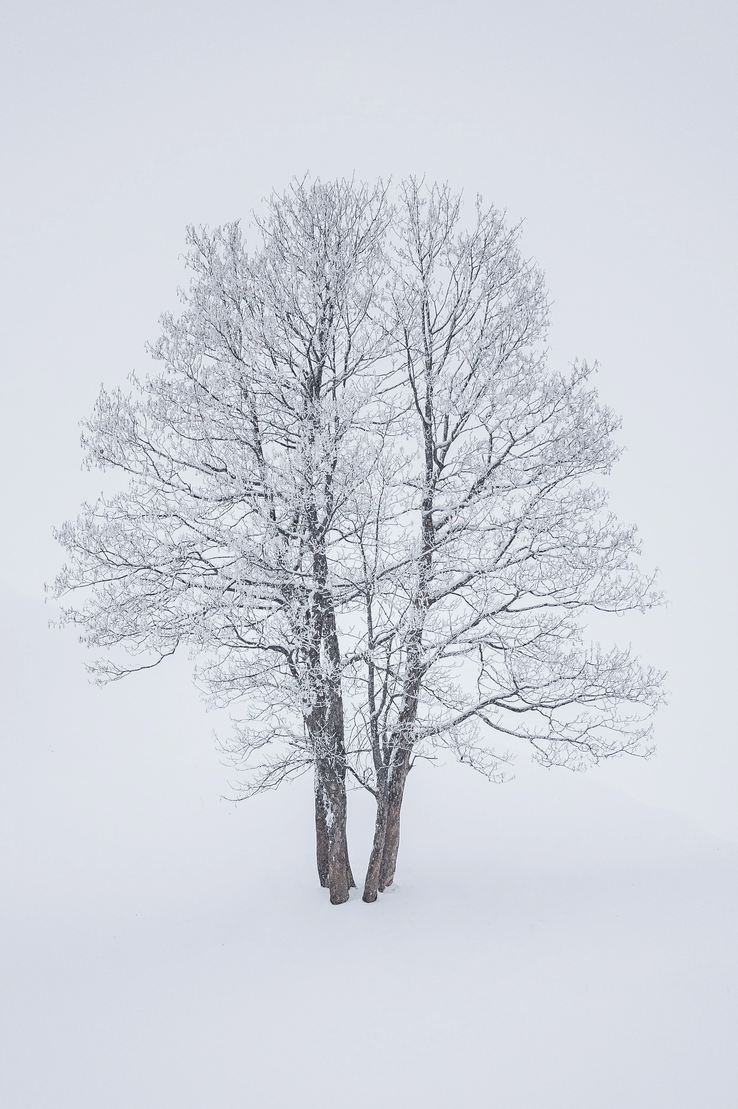 A snowy landscape with a leafless tree covered in snow, standing on snow-covered ground under a foggy, overcast sky.