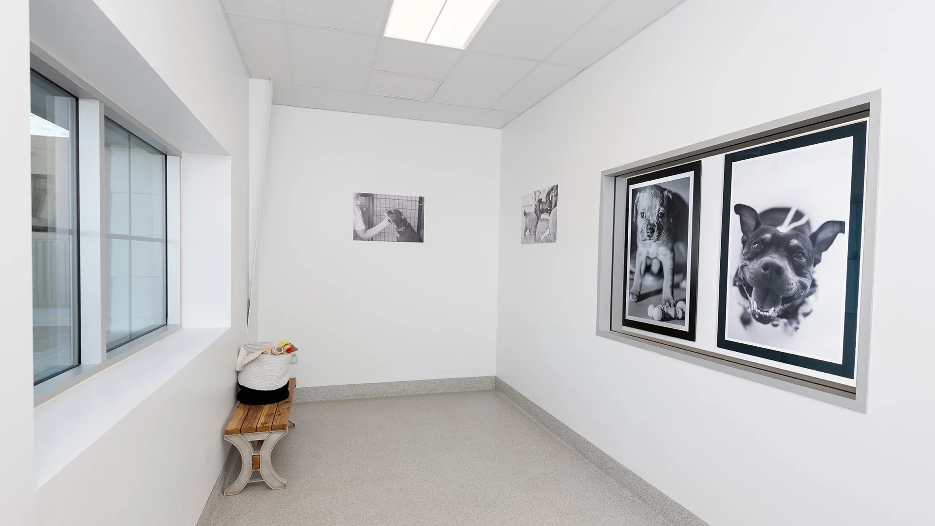 Gallery room with framed dog photographs on white walls, a small wooden bench, a basket with dog toys, and a window on the left side.