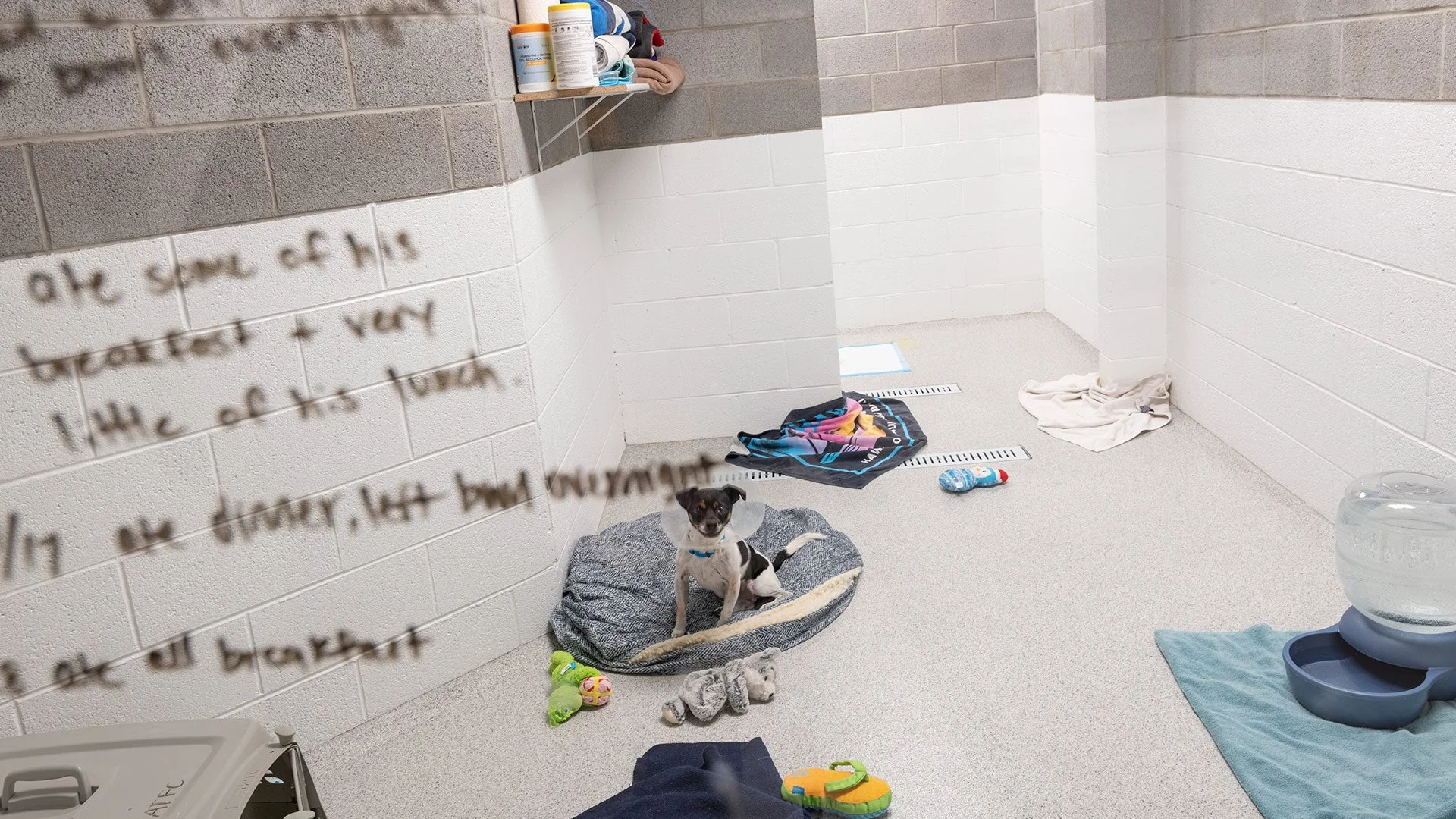 A small black and white puppy sitting on a gray dog bed in a room with white cinderblock walls. The room has various dog toys, a water dispenser, and towels on the floor. A note is written on the glass in the foreground, slightly out of focus.