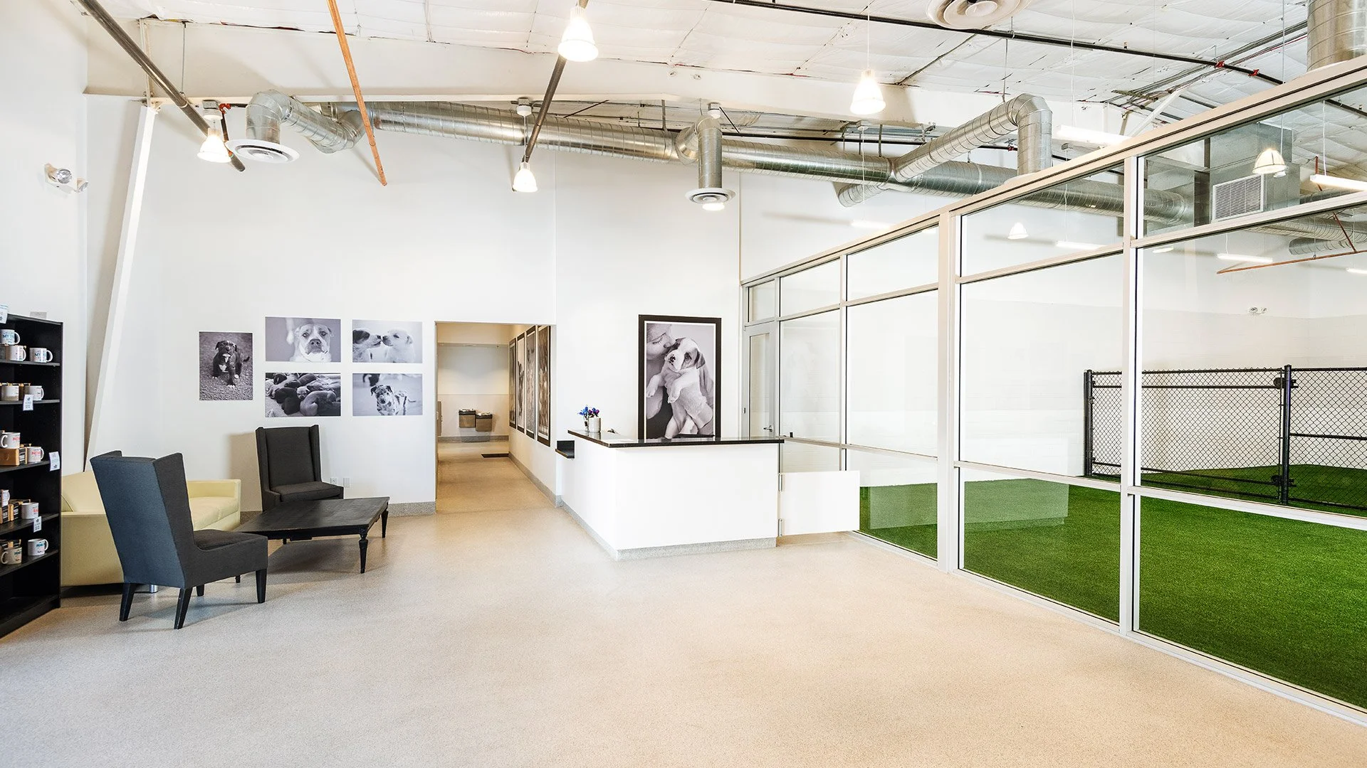 An indoor dog daycare facility with a seating area, dog photos on the wall, and a fenced outdoor play yard with grass.