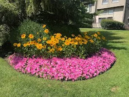 Flower bed with yellow and purple flowers in a landscaped lawn.