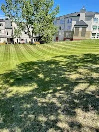 A grassy area with a large tree and shaded patches, surrounded by residential buildings under a clear blue sky.