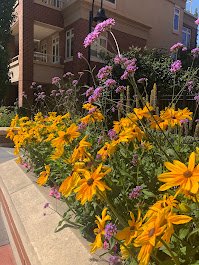Colorful flowers including yellow and purple blooms growing along a city sidewalk with buildings in the background.