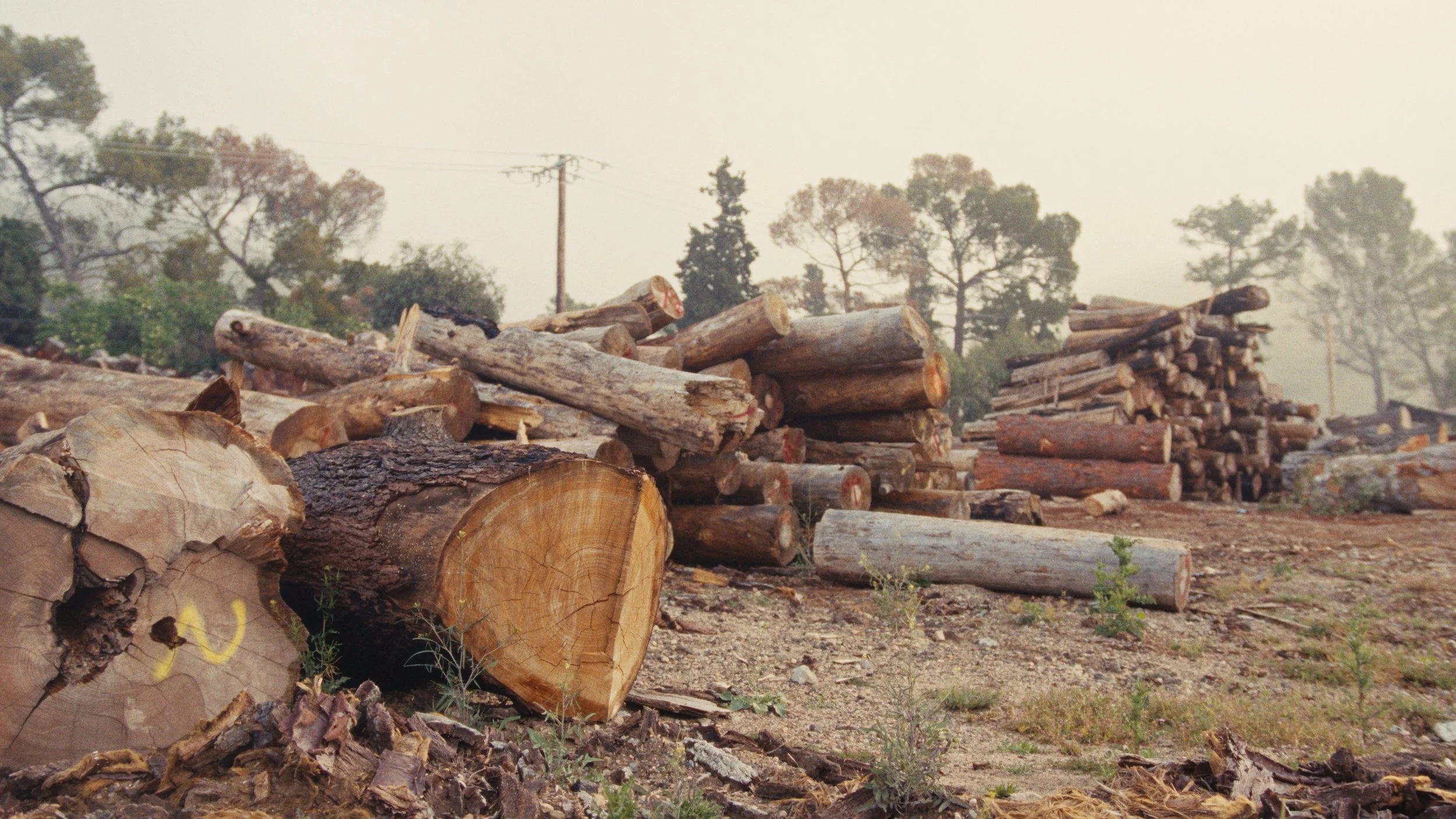 angel_city_lumber-stills_1.6.1.jpg