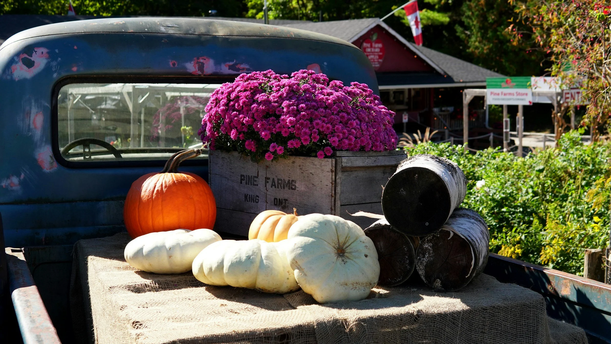 Photo of an older style truck on a farm with pumpkins and flowers in the back of the truck bed.