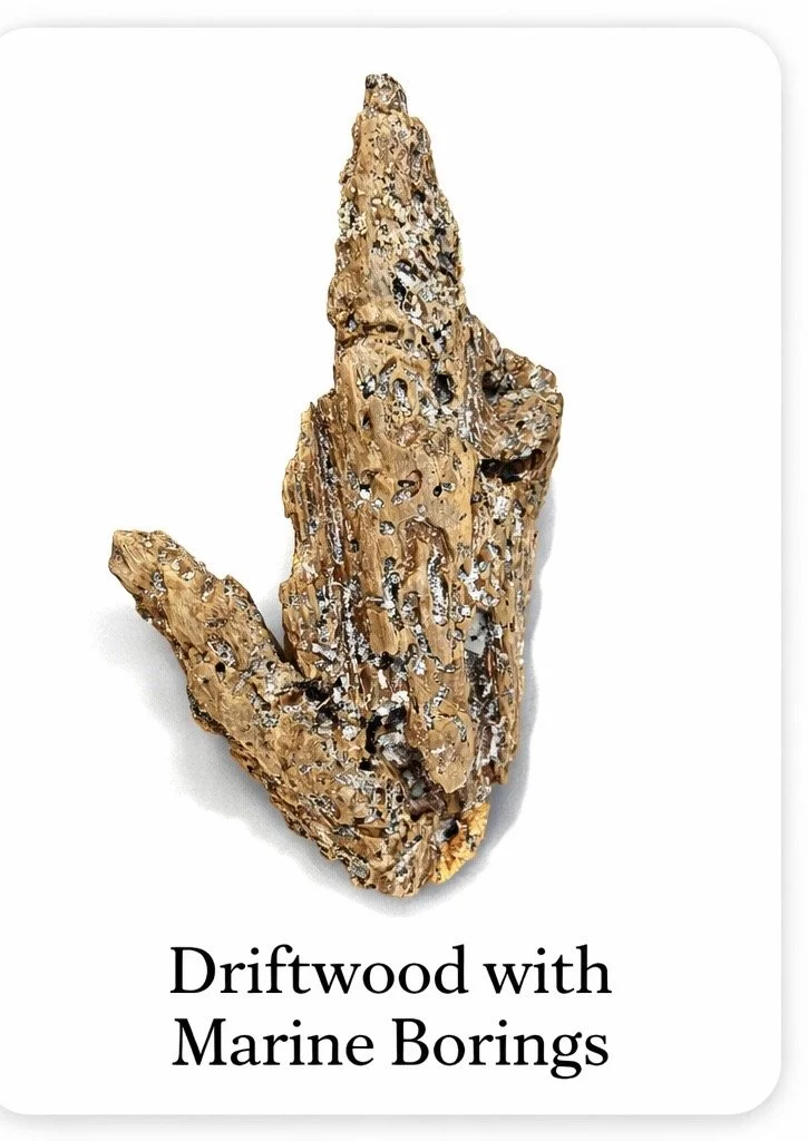 Something Carved This Wood