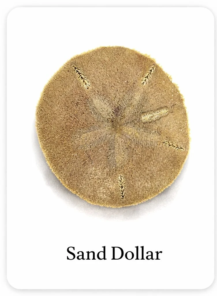 Something Stopped Me On The Boardwalk