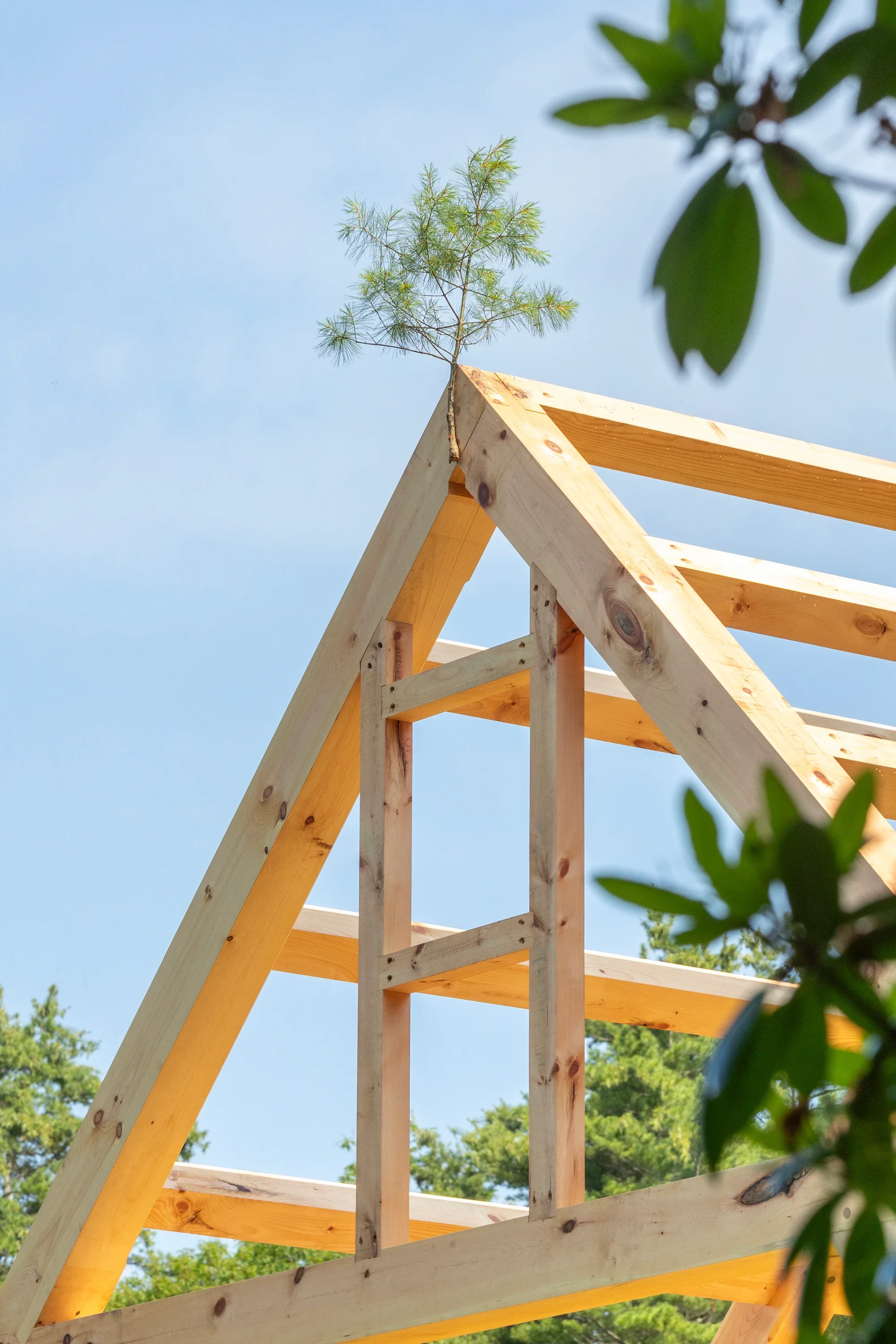 Wooden framing structure for a building under construction, with a small tree growing at the peak, against a clear blue sky, with green foliage in the foreground and background.