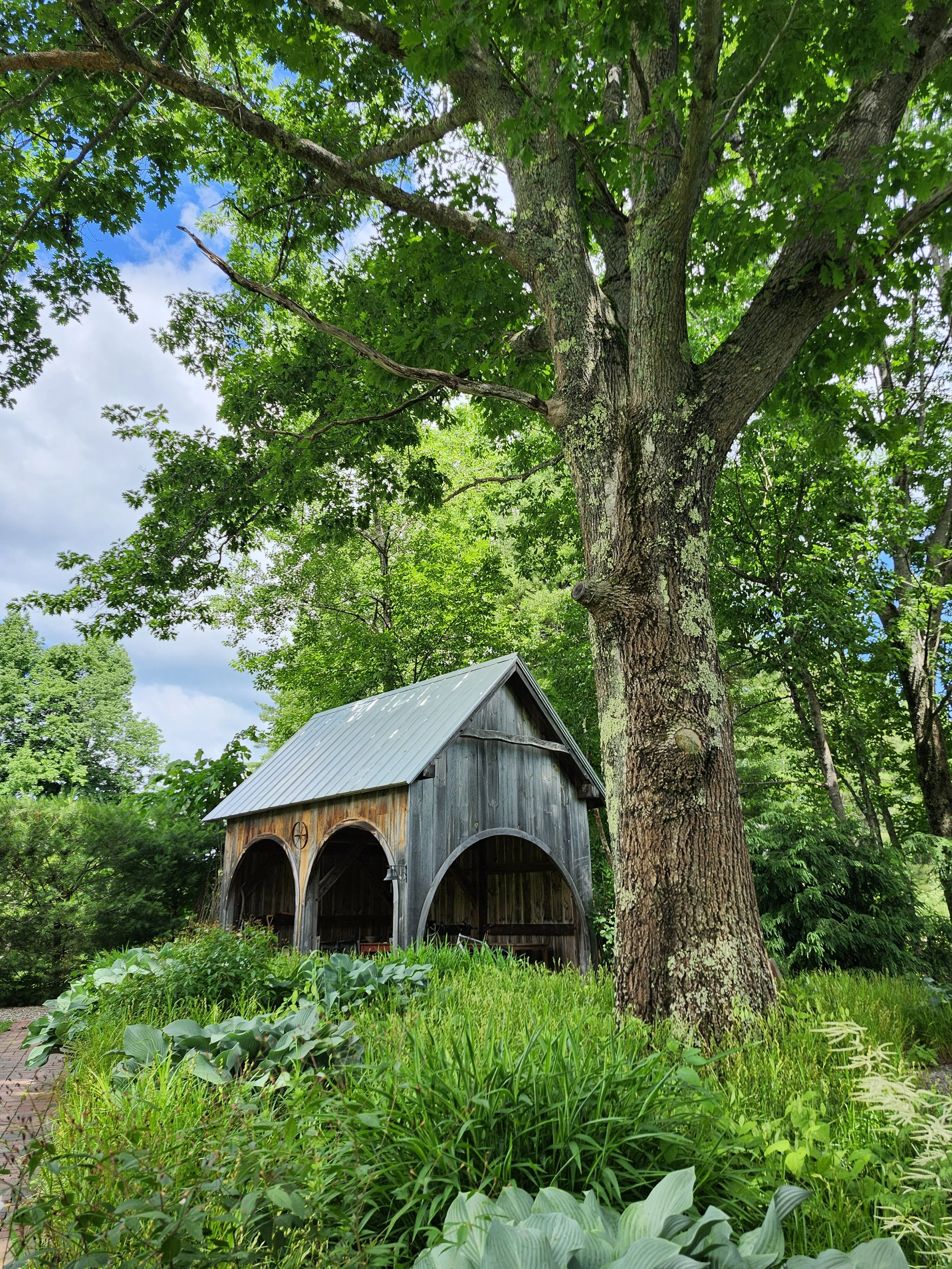 A large tree with green leaves next to a quaint wooden shed with a metal roof, surrounded by lush greenery.