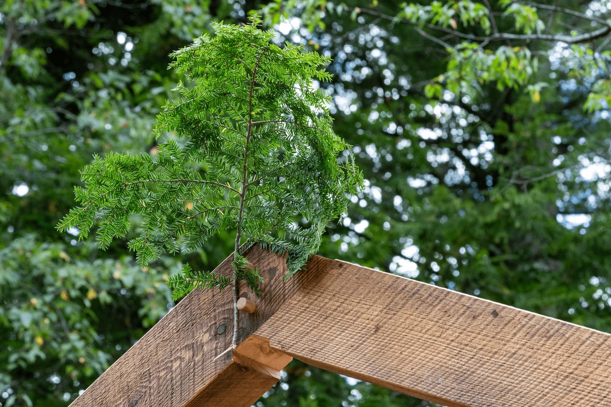 Close-up of a wooden structure with a small green leafy tree growing on top, with a background of blurred green trees and dappled light.
