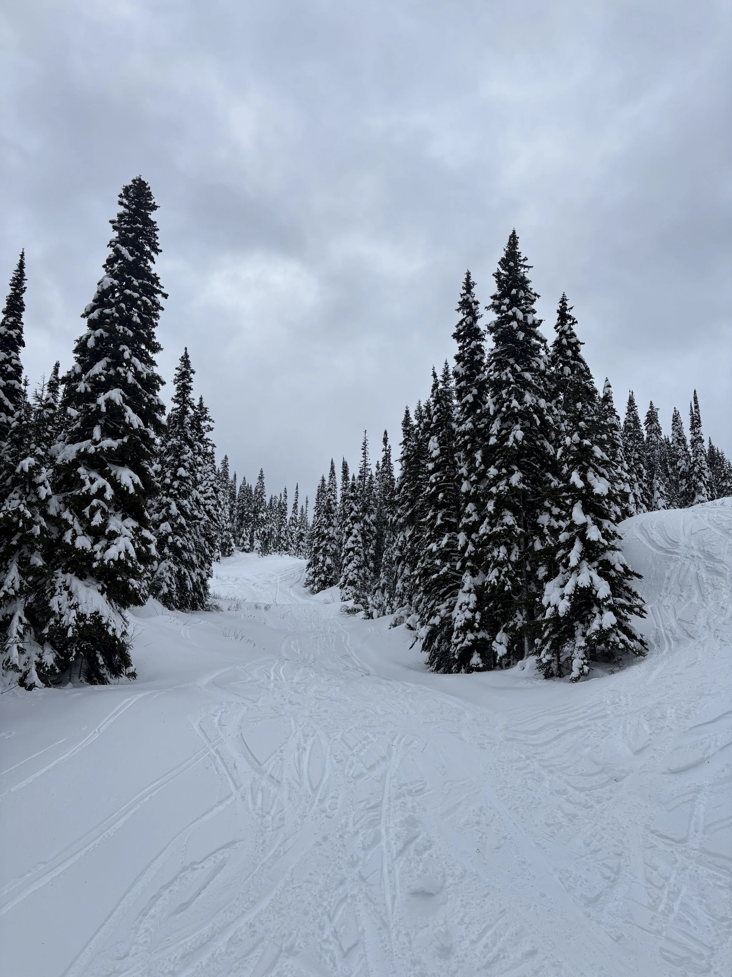 Snow-covered pine trees in a winter forest with ski tracks on the ground under a cloudy sky.