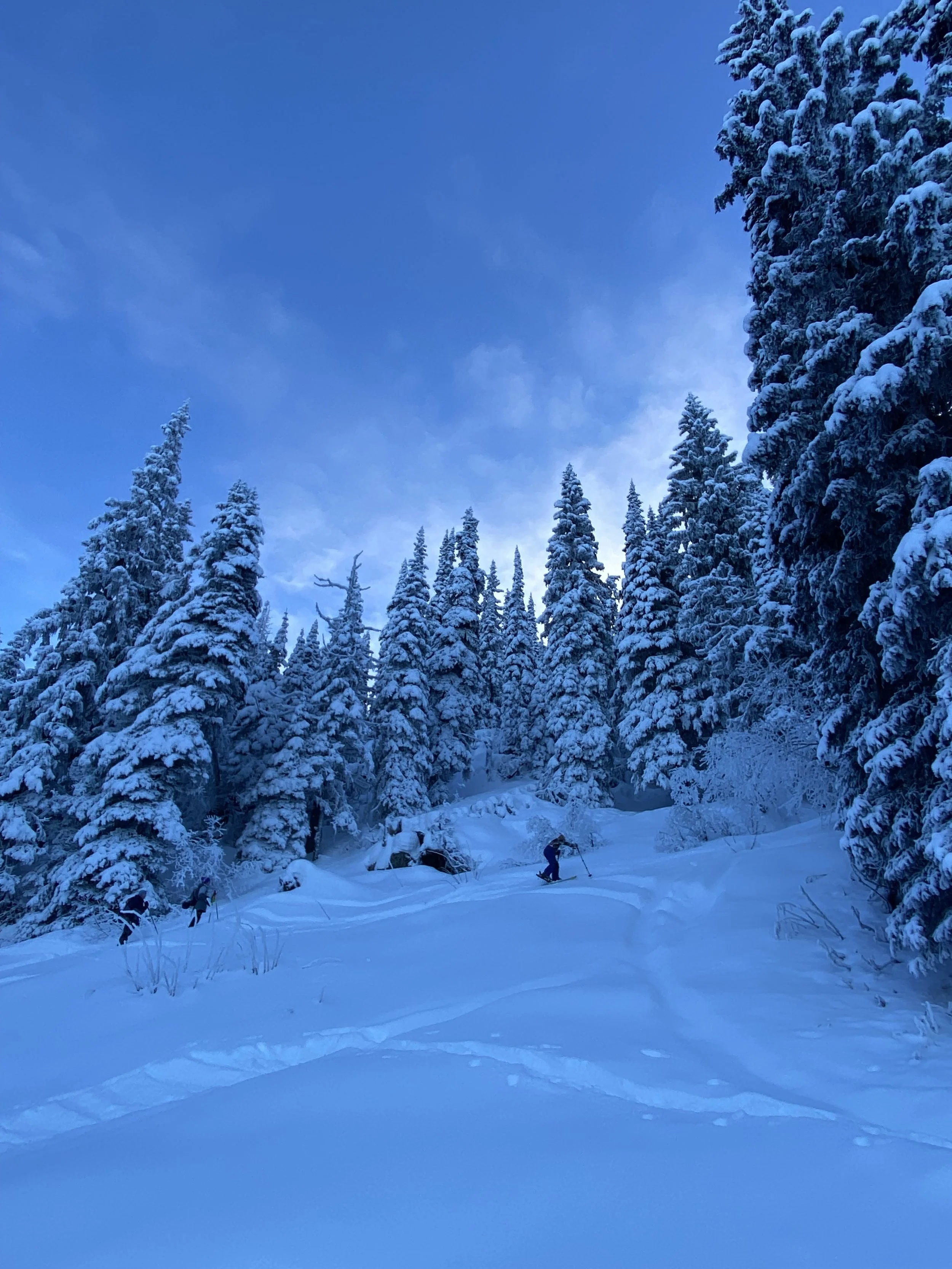Snow-covered forest with tall evergreen trees and two people skiing on a snowy trail under a blue sky.
