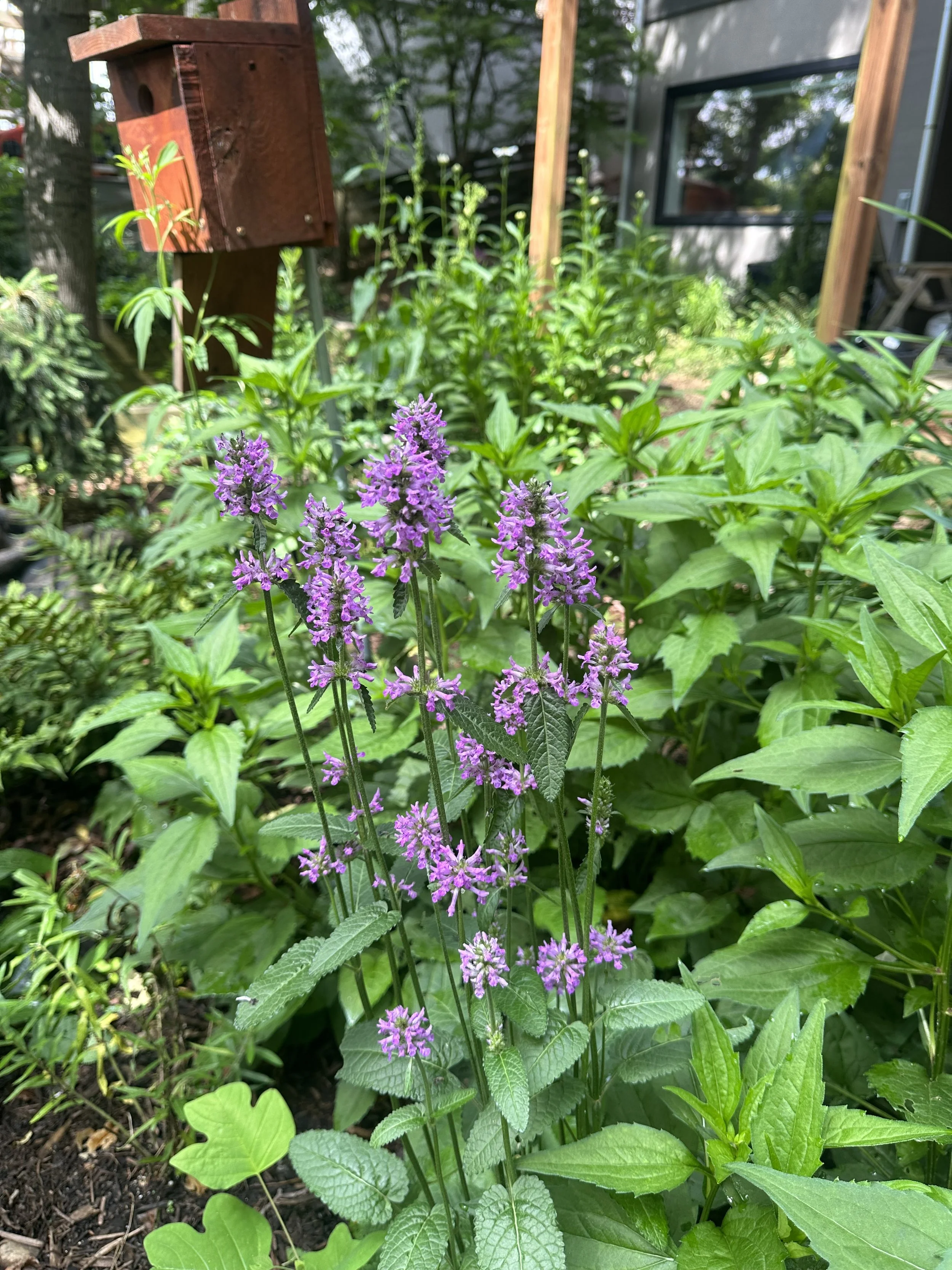 Virtual Native Garden Design