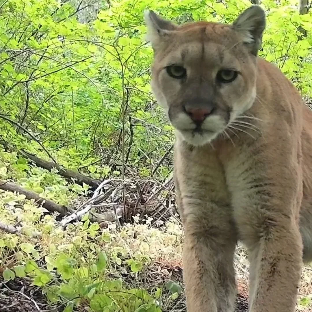 Utah Mountain Lion Deep-Dive Briefing