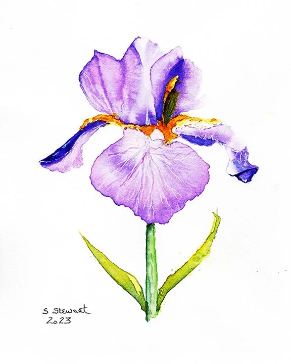 Lavender-Iris.jpg