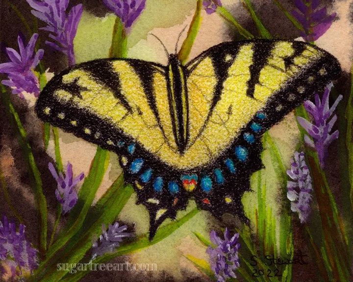 Yellow Swallowtail