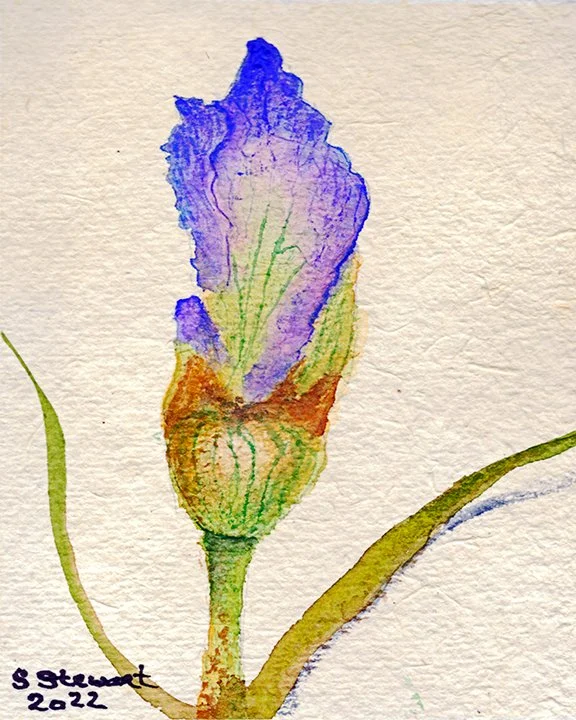 Iris Bud
