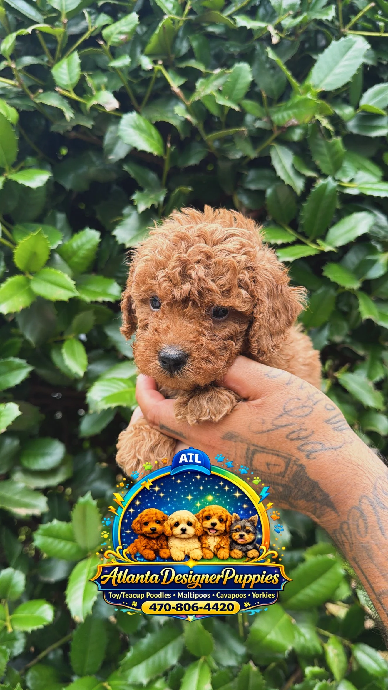Toy poodle