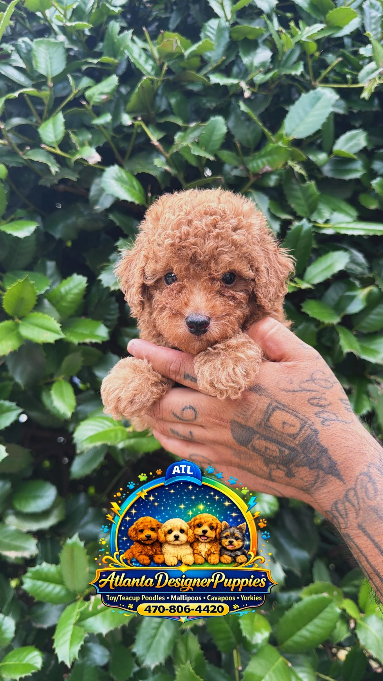 Toy poodle