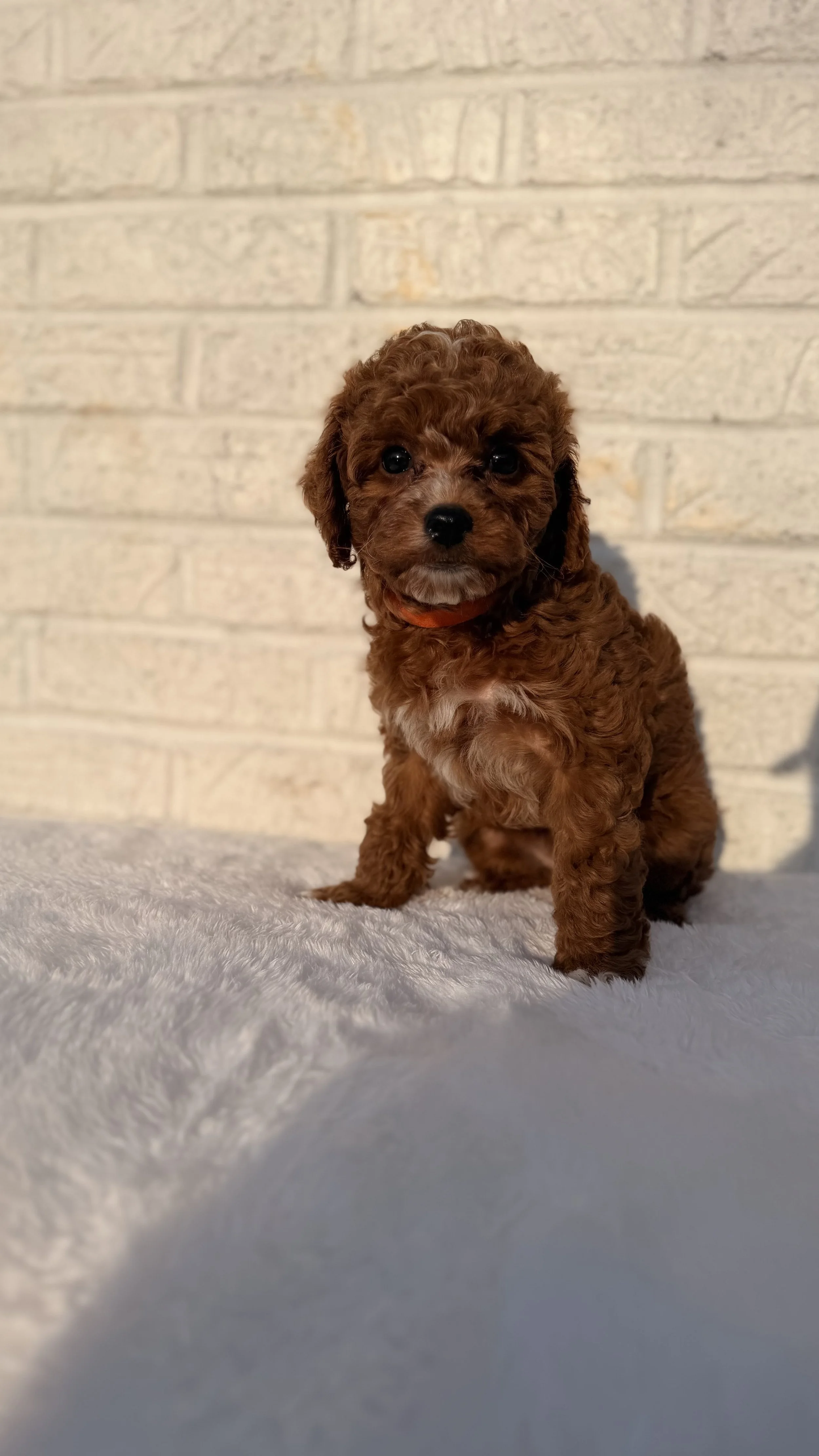 Cavapoo - Female