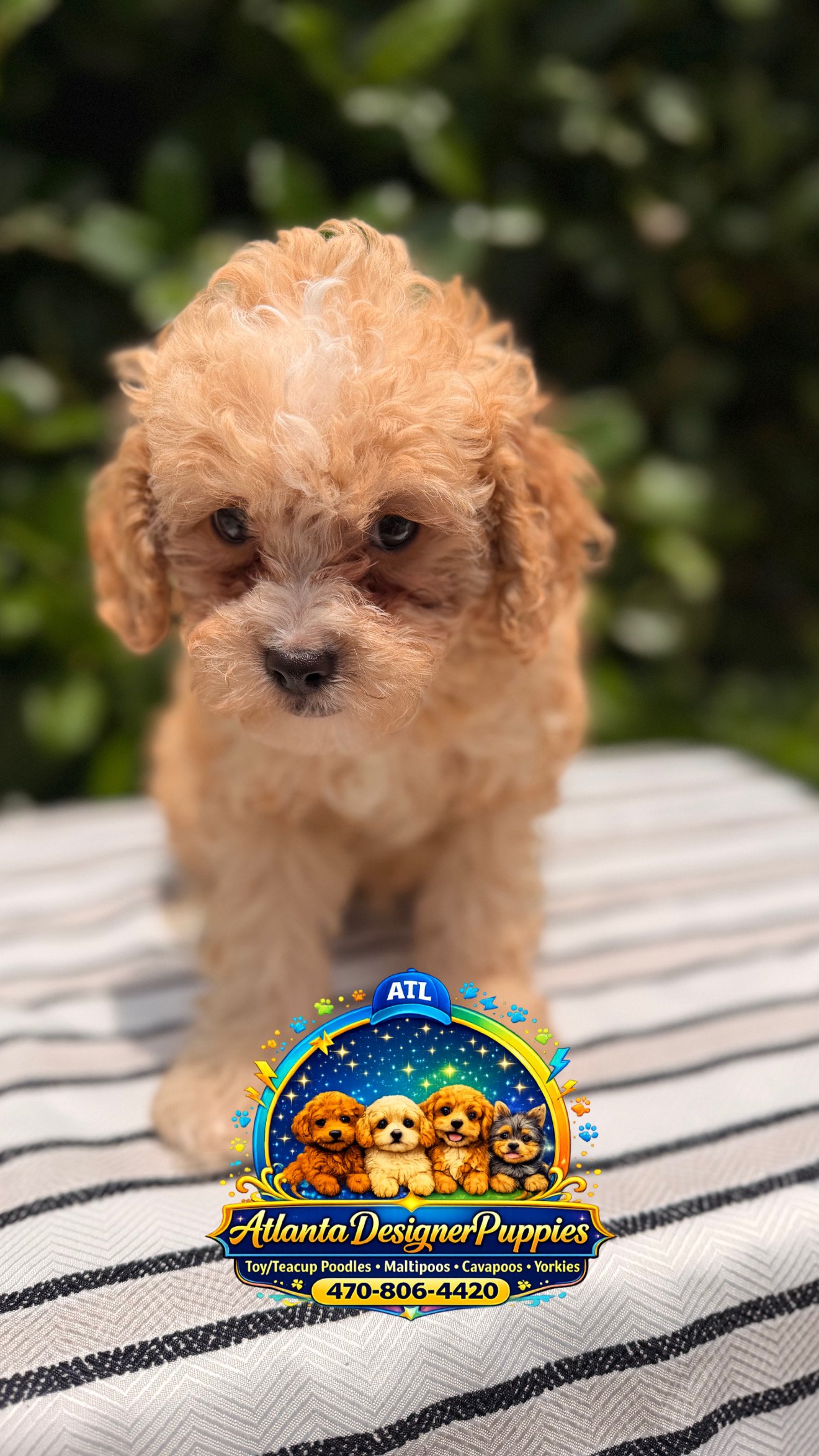 Toy poodle