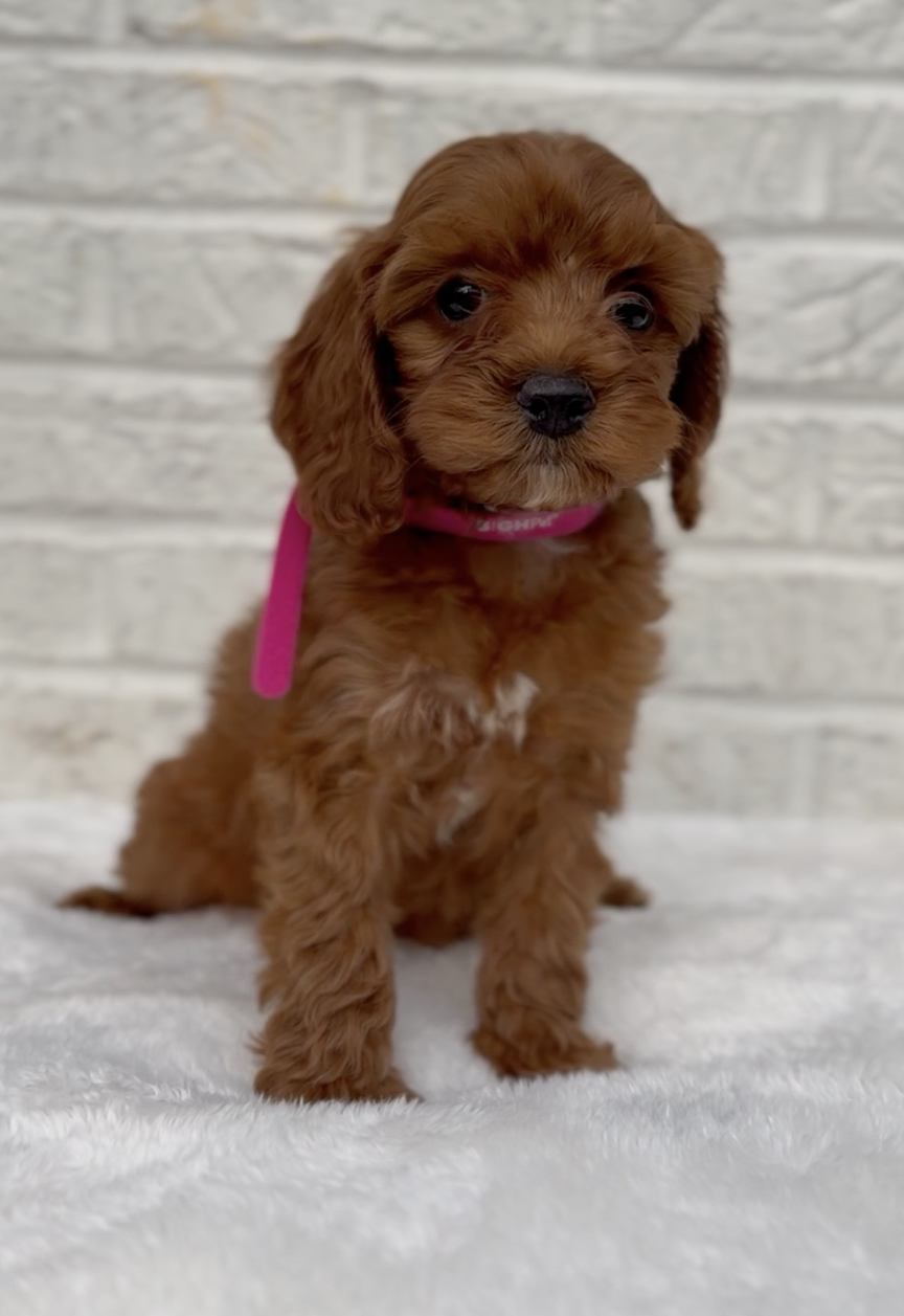 Cockapoo - Female