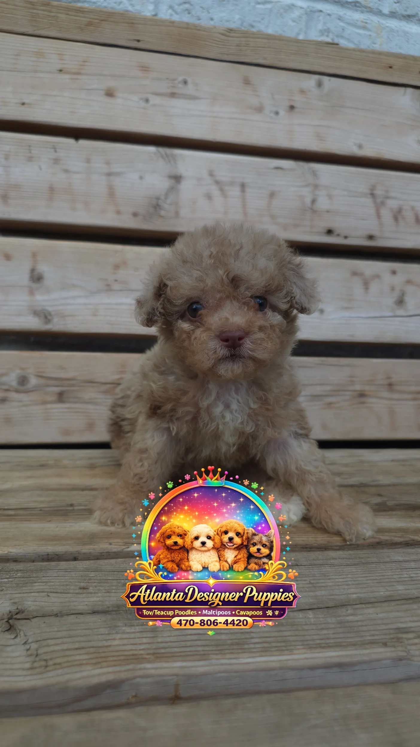 Toy poodle