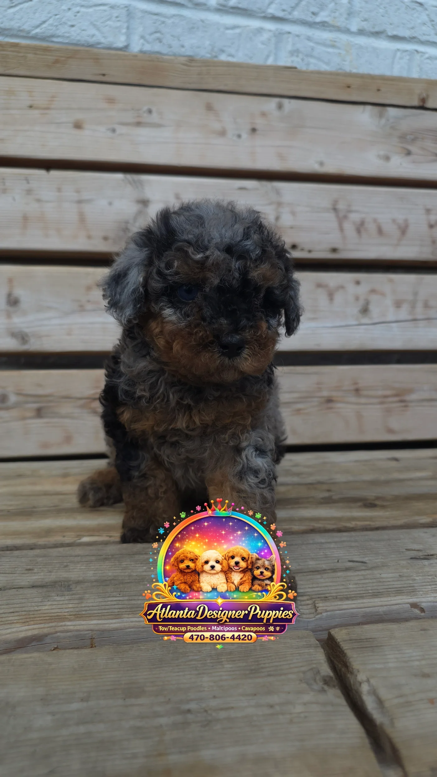 Toy poodle