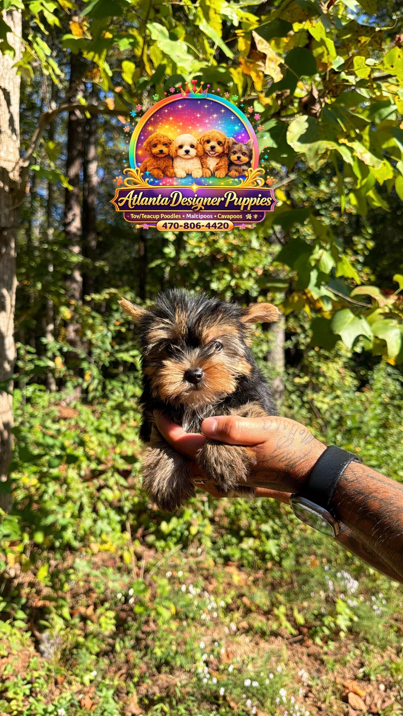 Tea cup Yorkie
