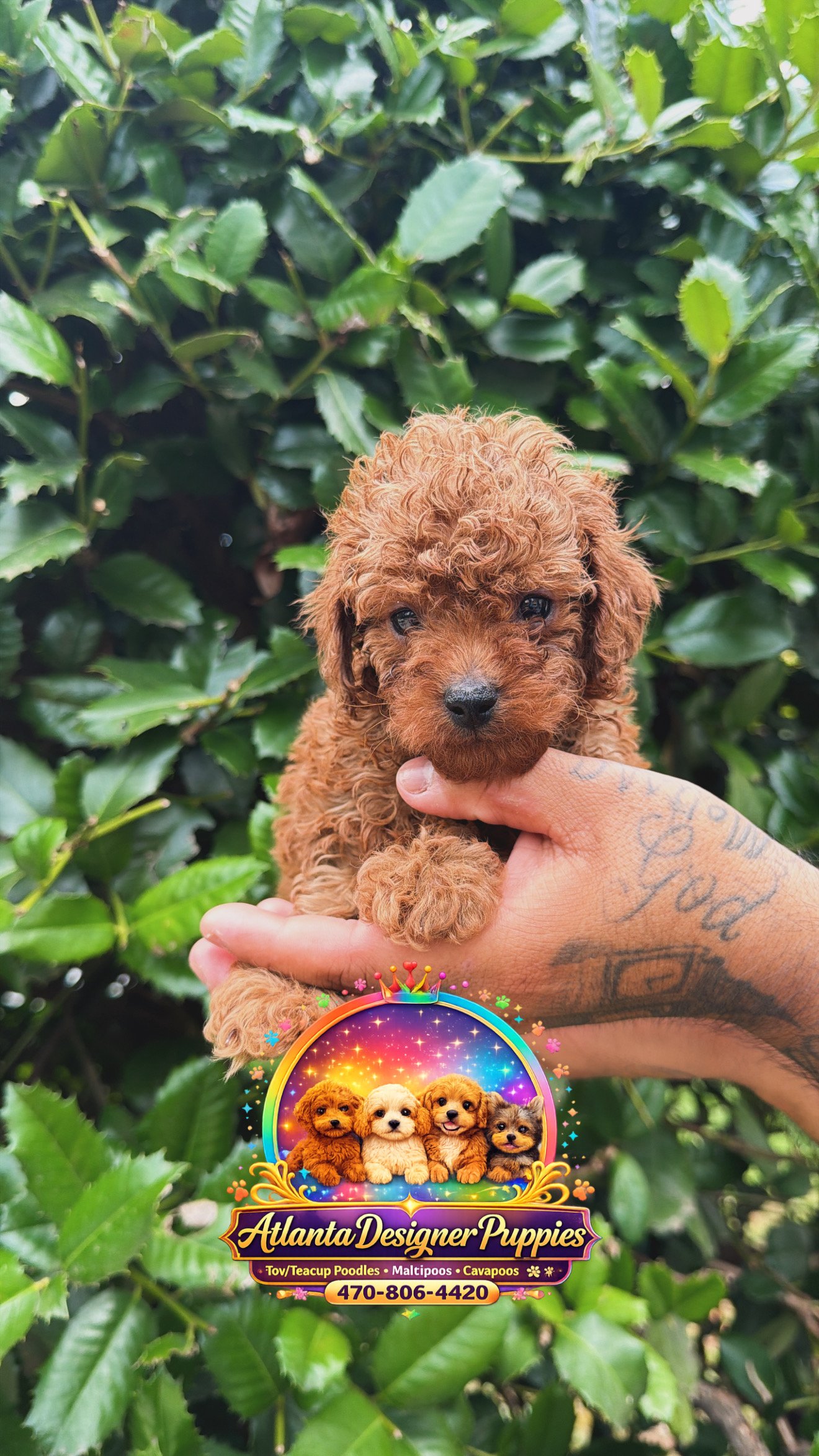 Toy poodle