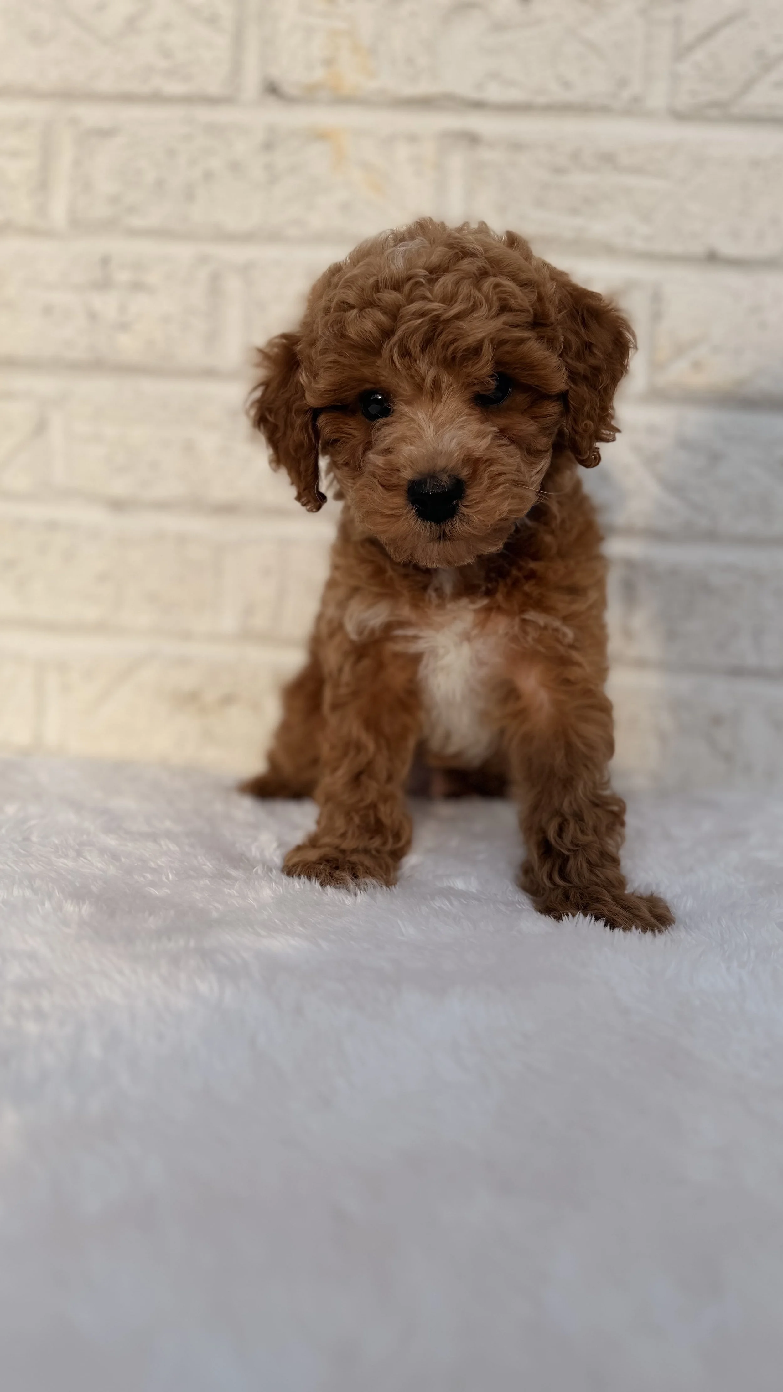 Cavapoo - Male