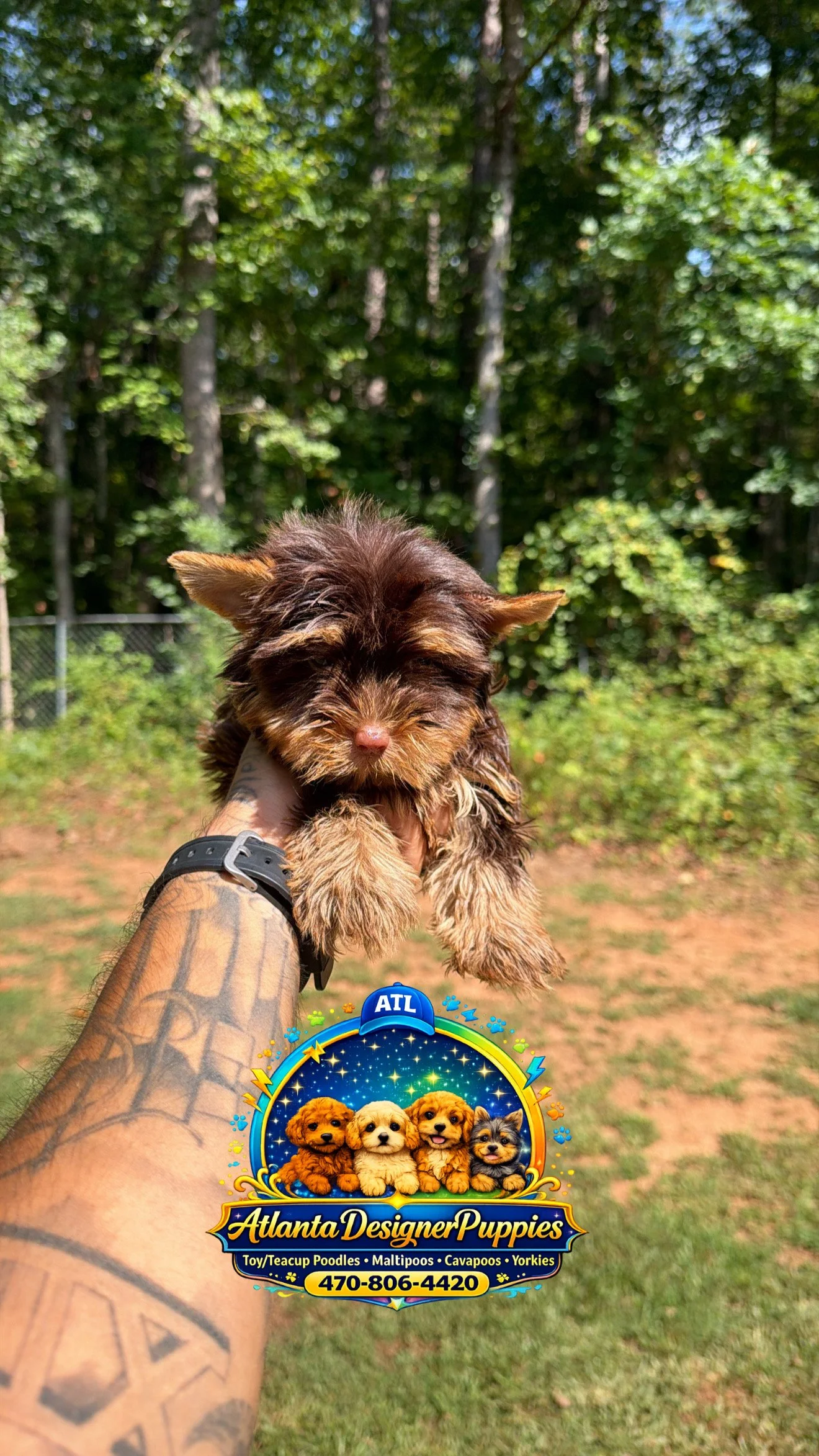 Tea cup Yorkie