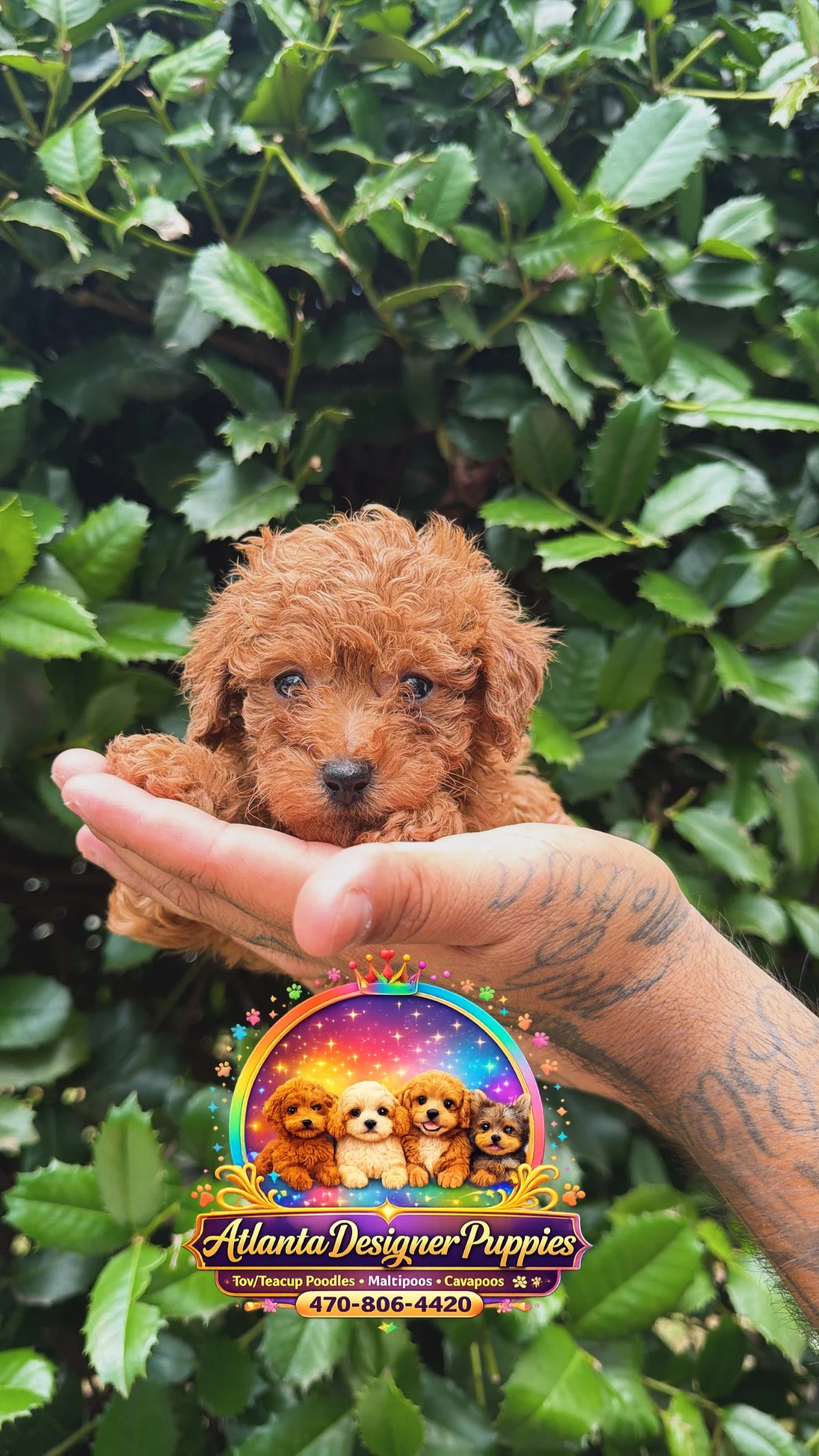Toy poodle