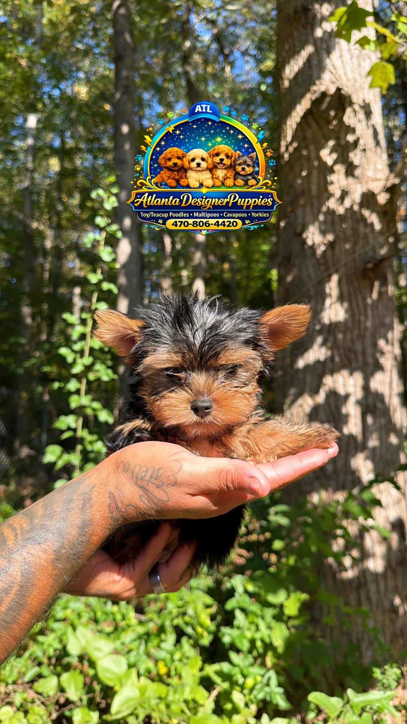 Tea cup Yorkie