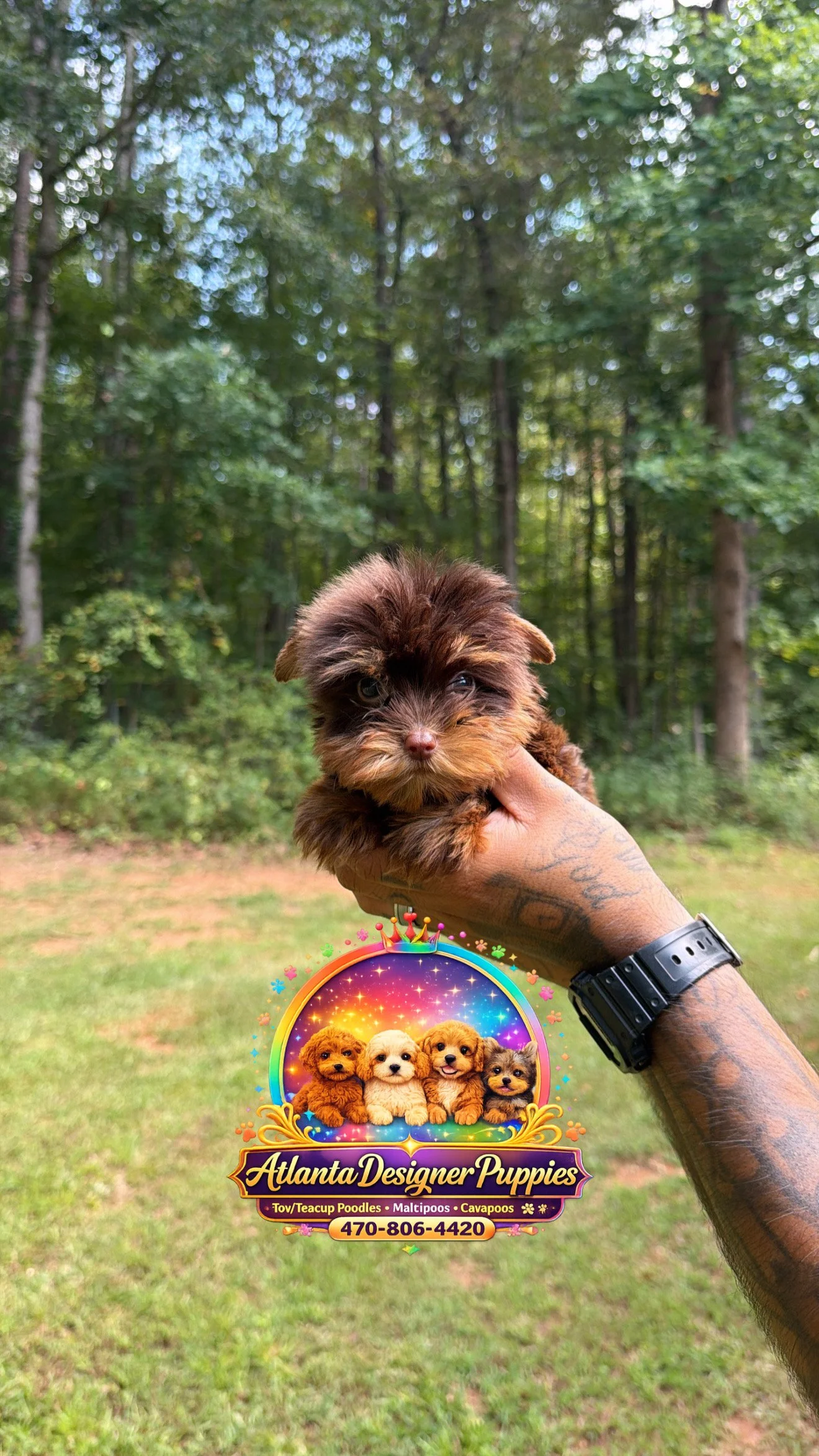 Tea cup Yorkie