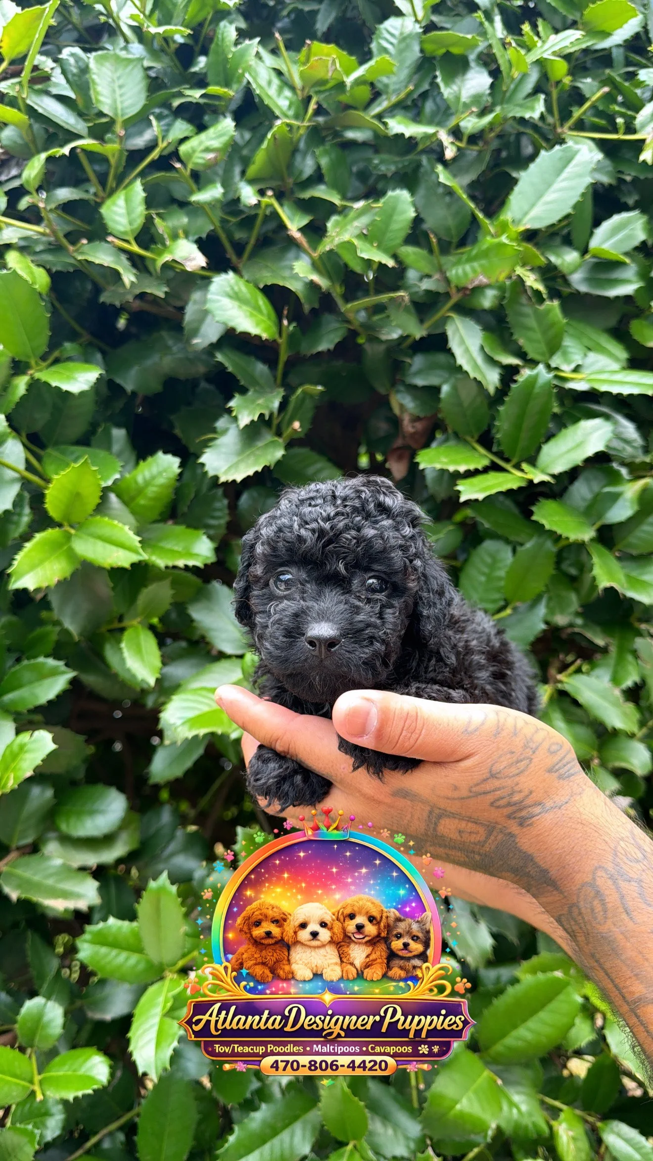 Toy poodle