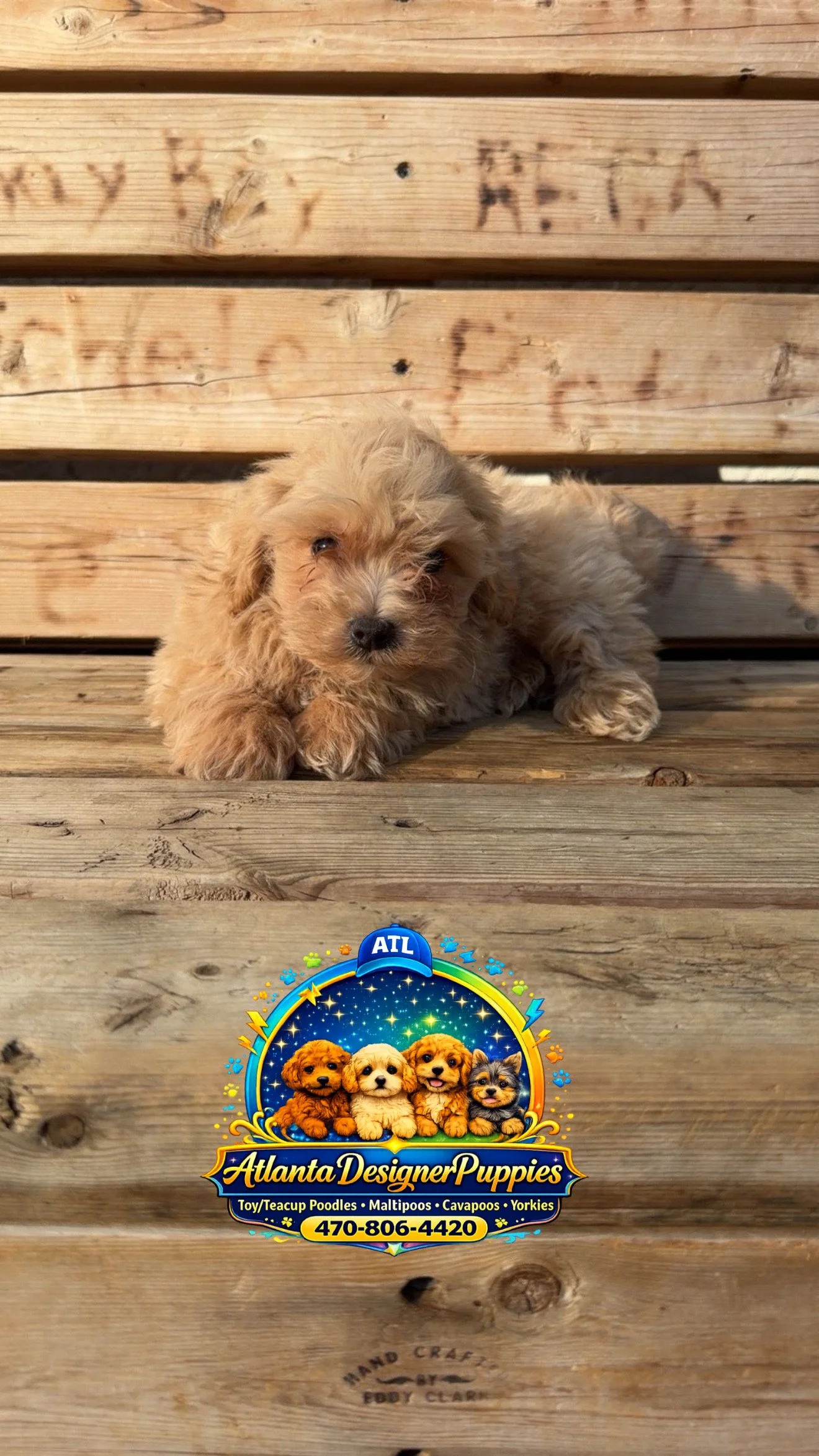 Maltipoo