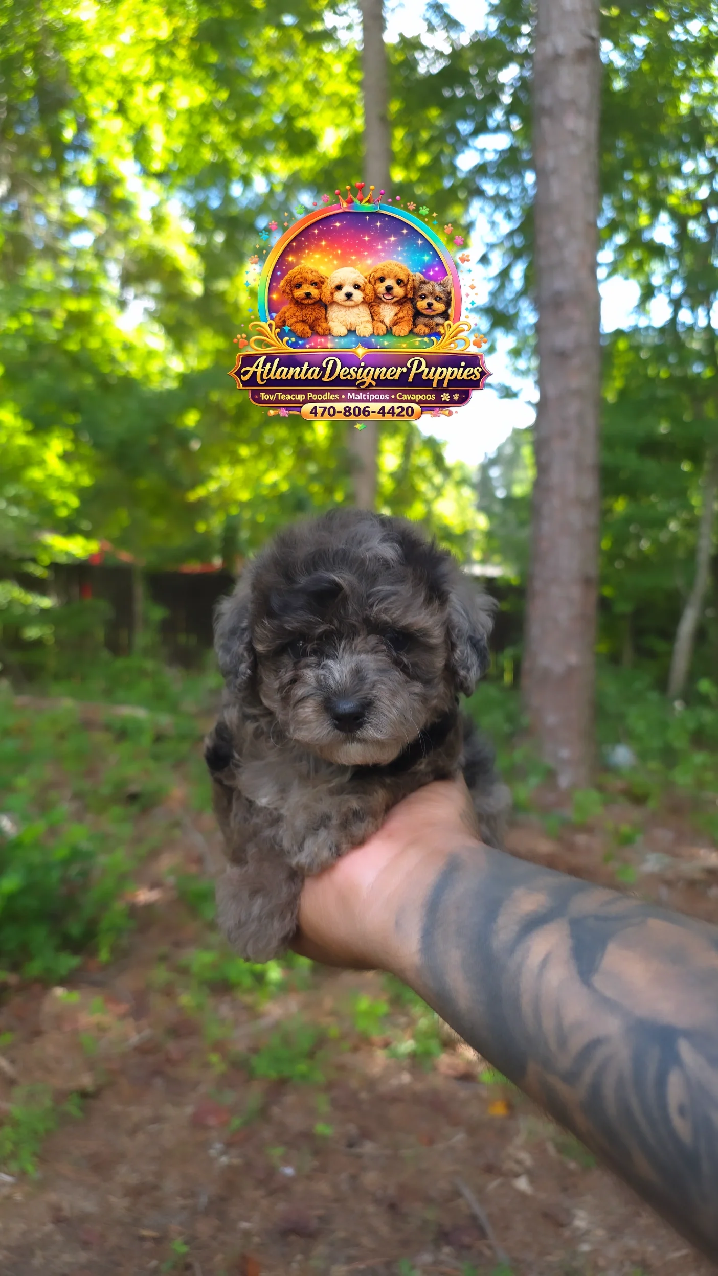 Cavapoo