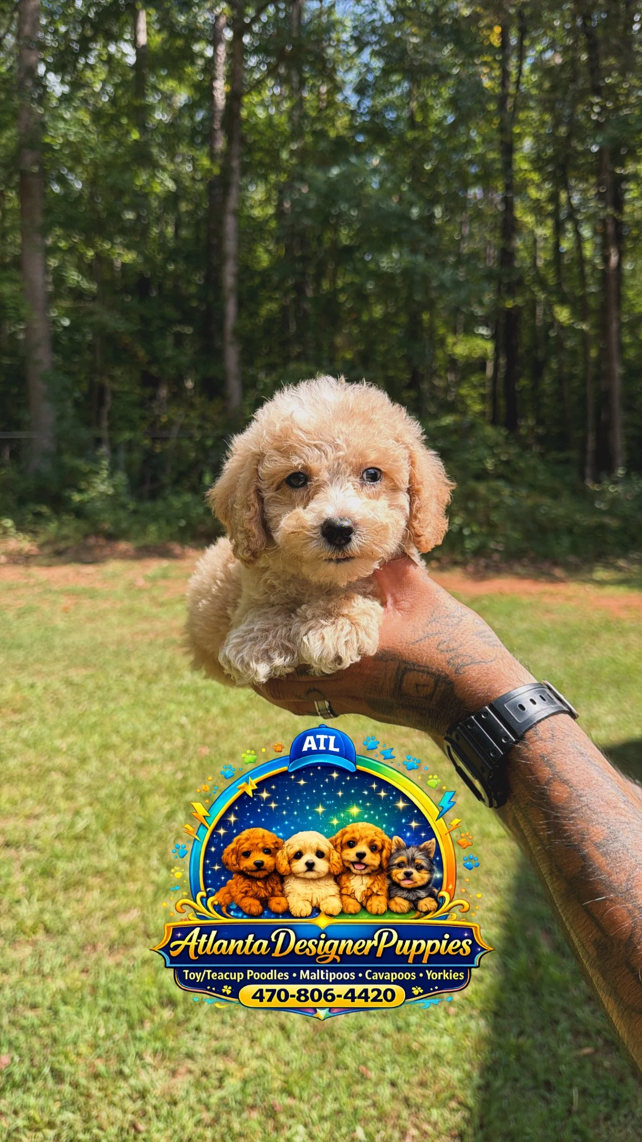 Maltipoo