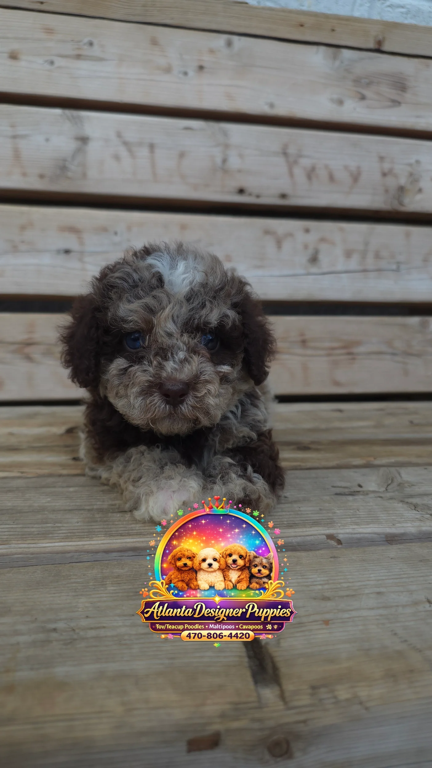 Toy poodle