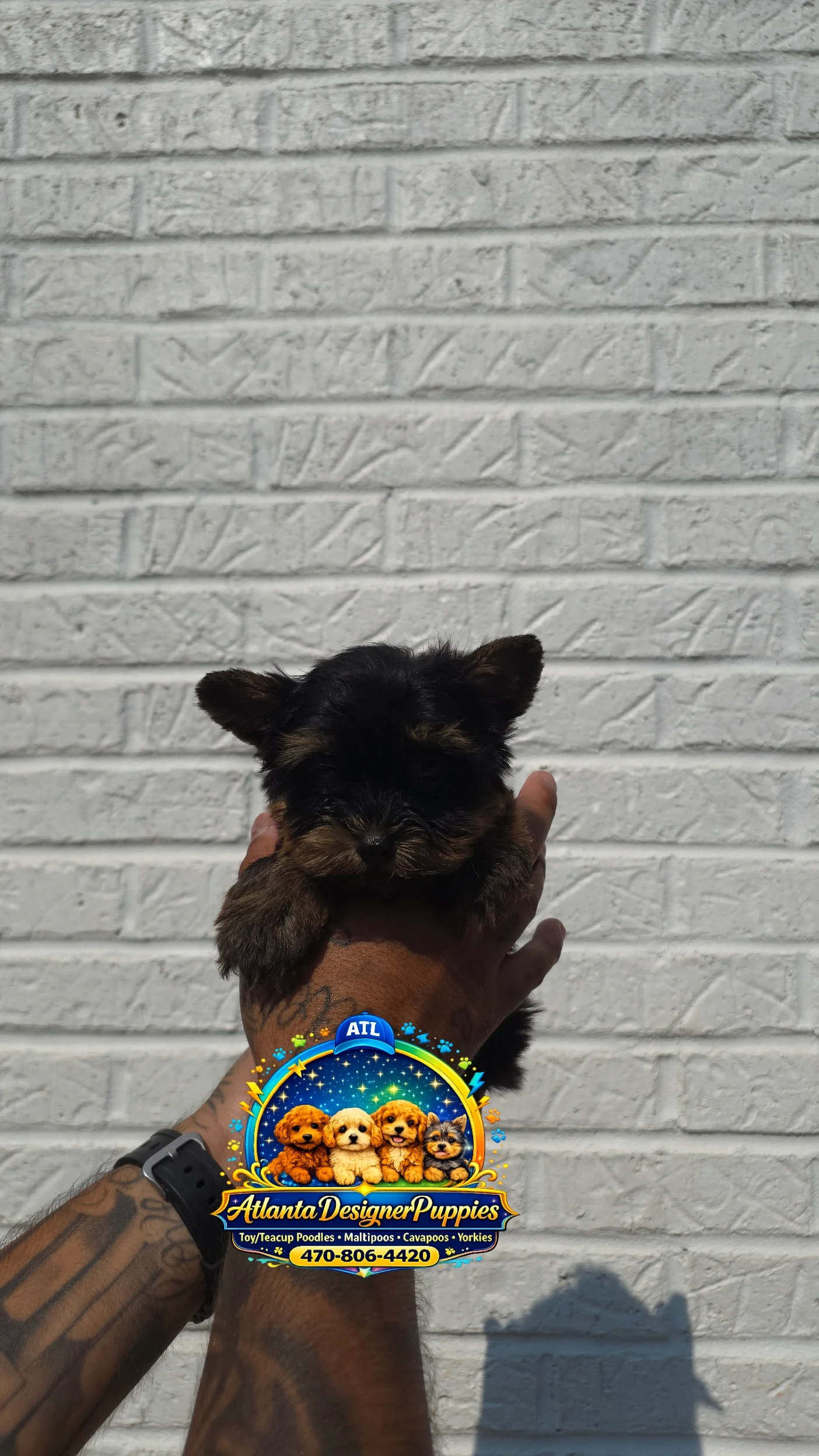 Tea cup yorkie