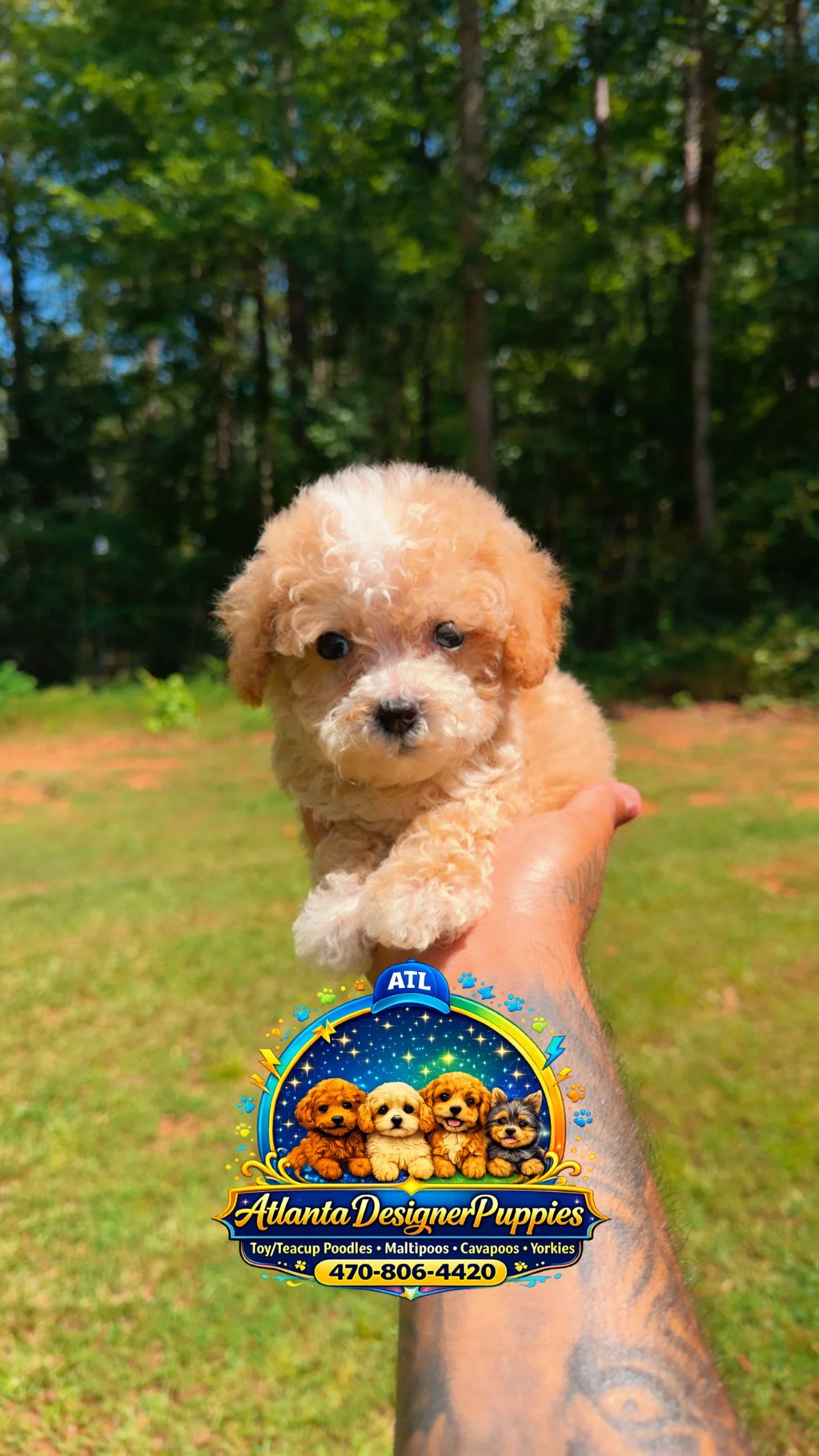 Tea cup Maltipoo