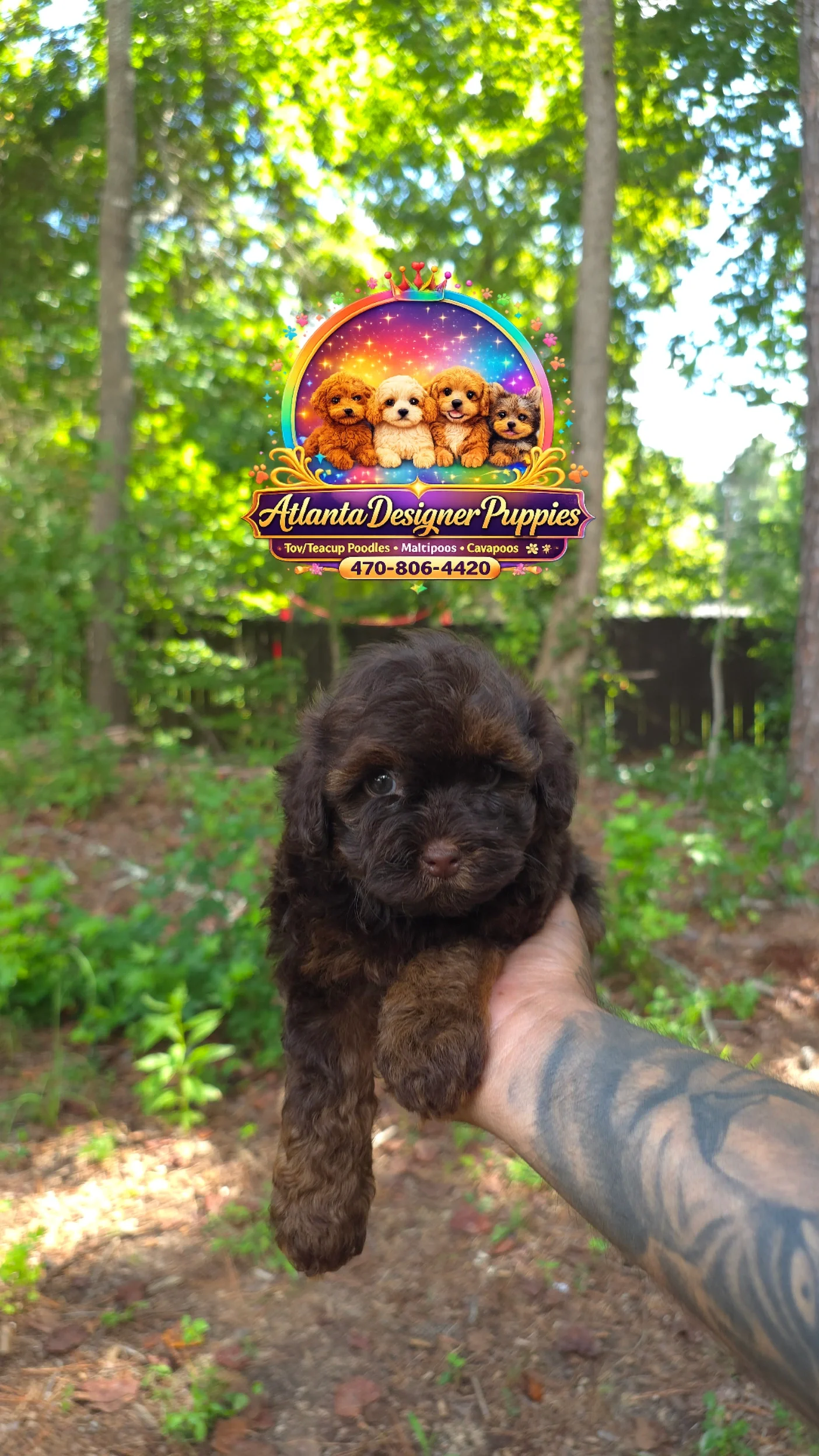 Cavapoo