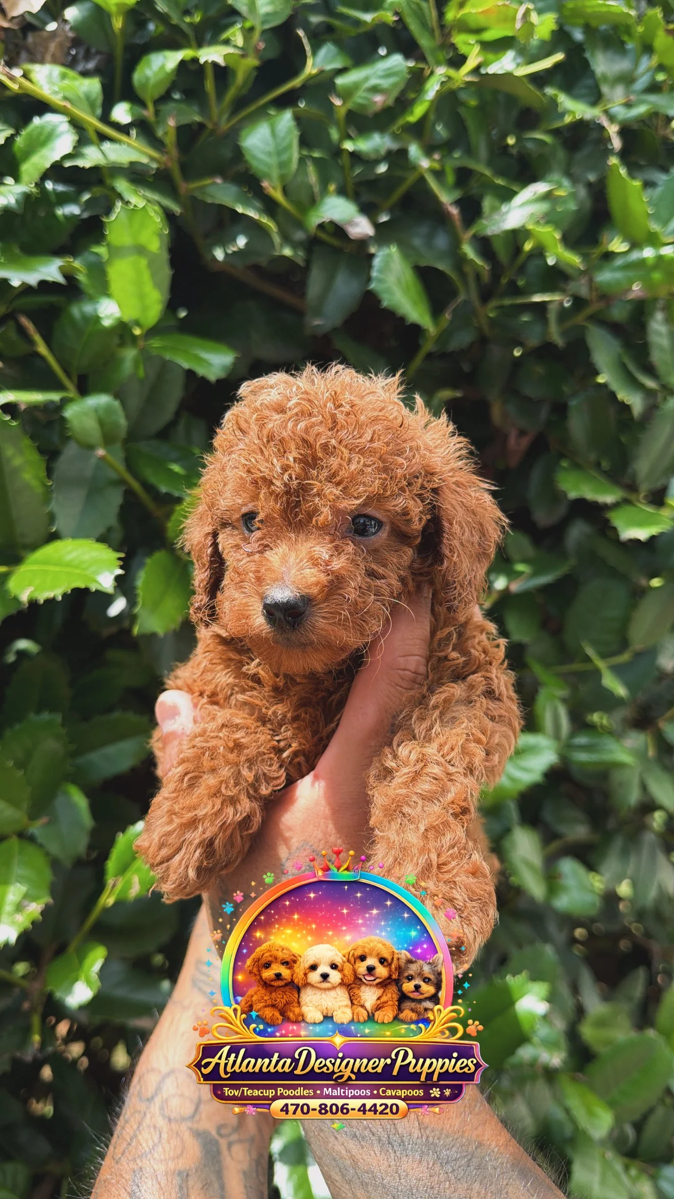 Toy poodle