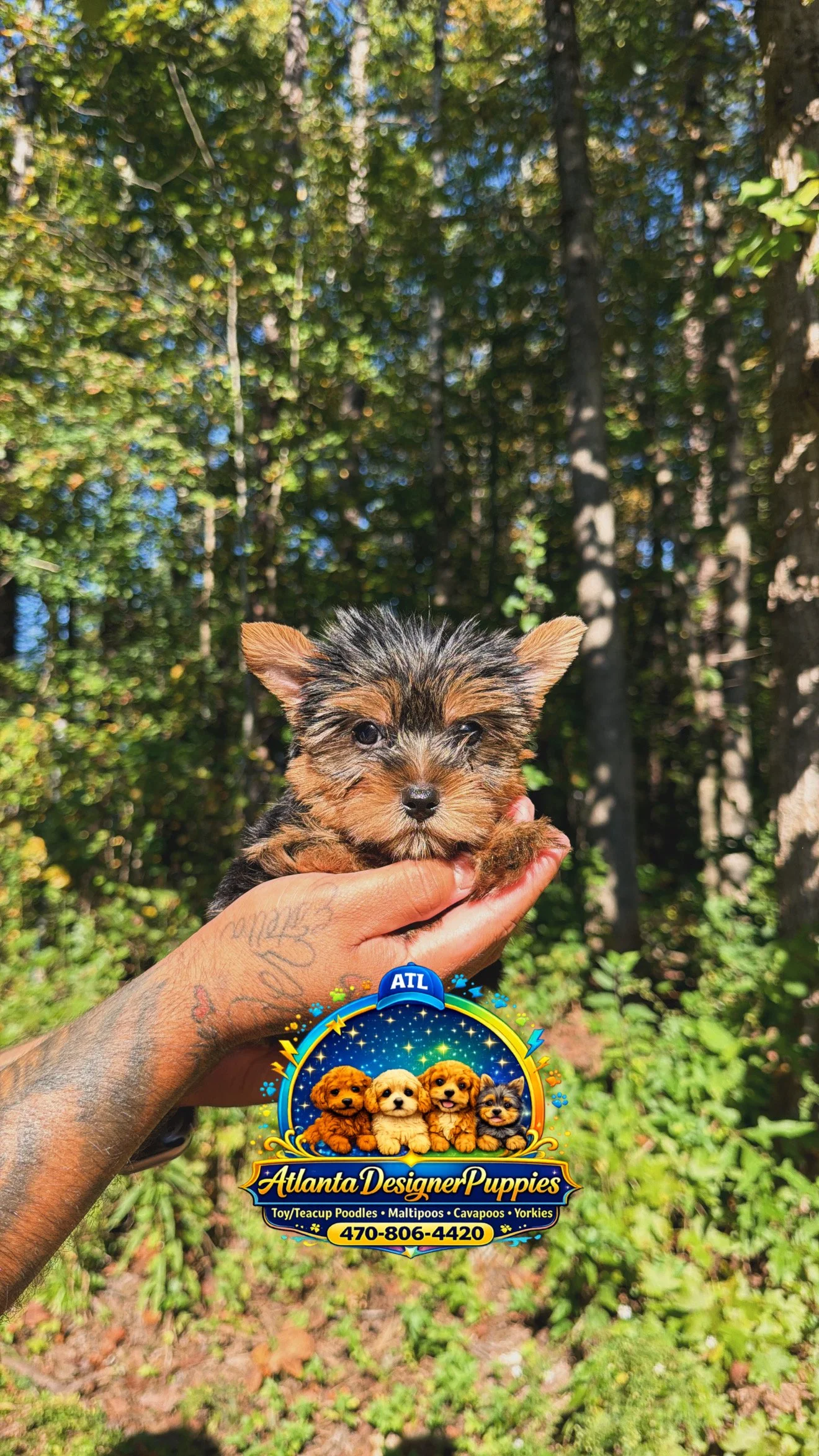 Tea cup Yorkie
