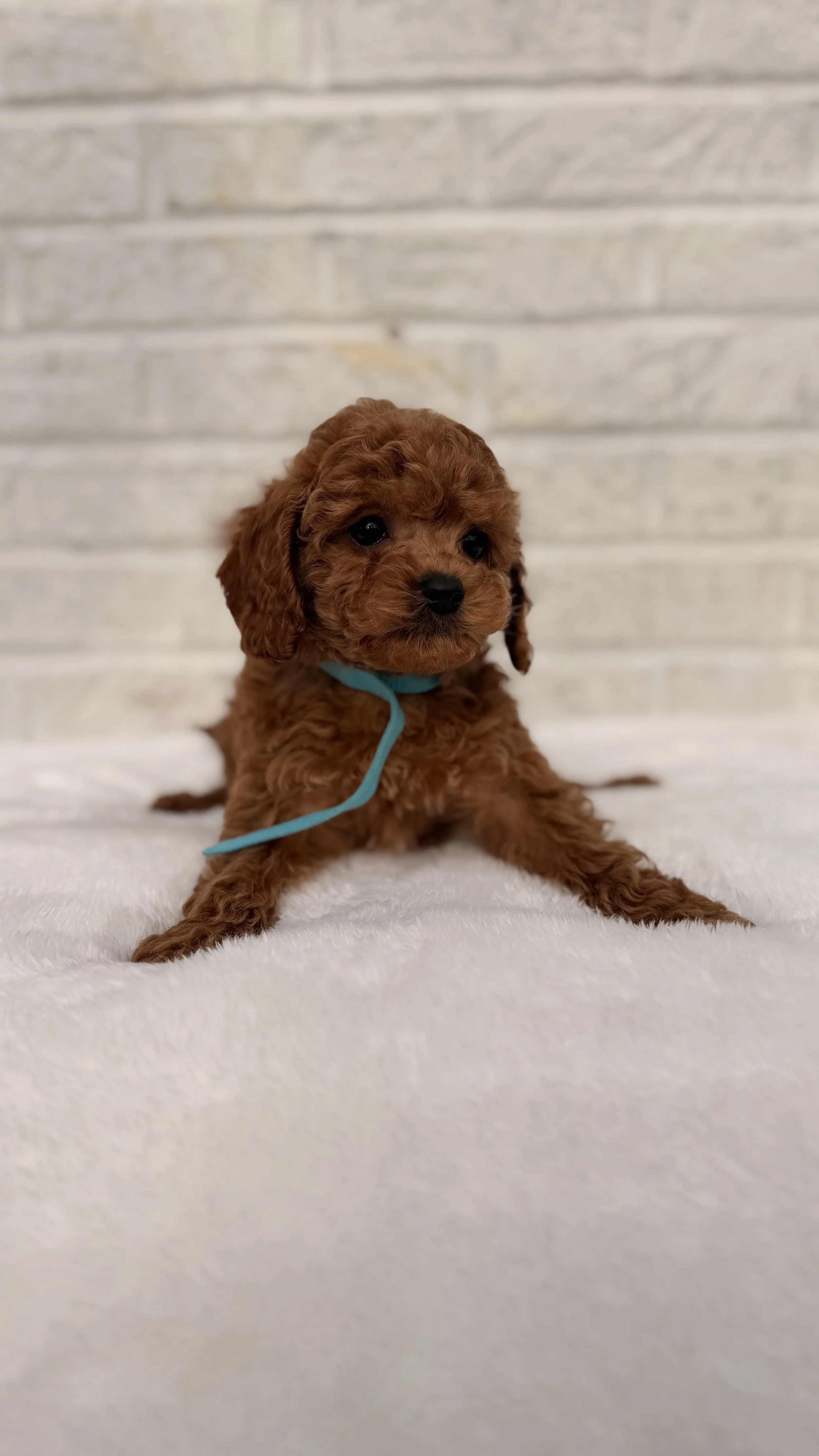 Cavapoo - Female
