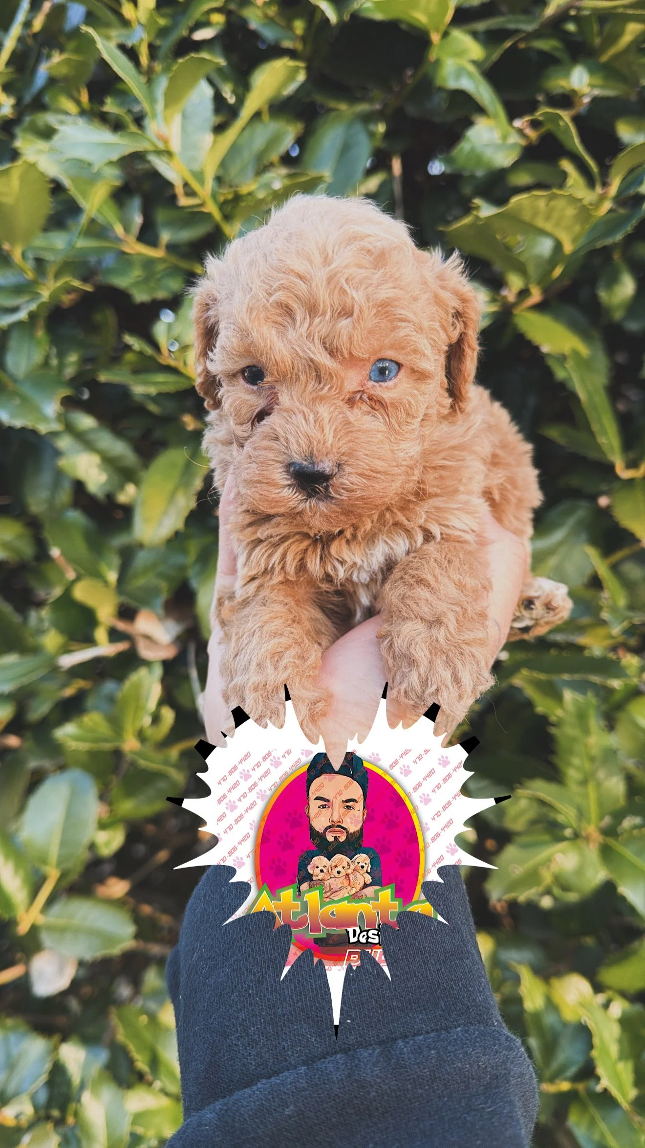 Toy poodle 💙(Ready 3/9/26)